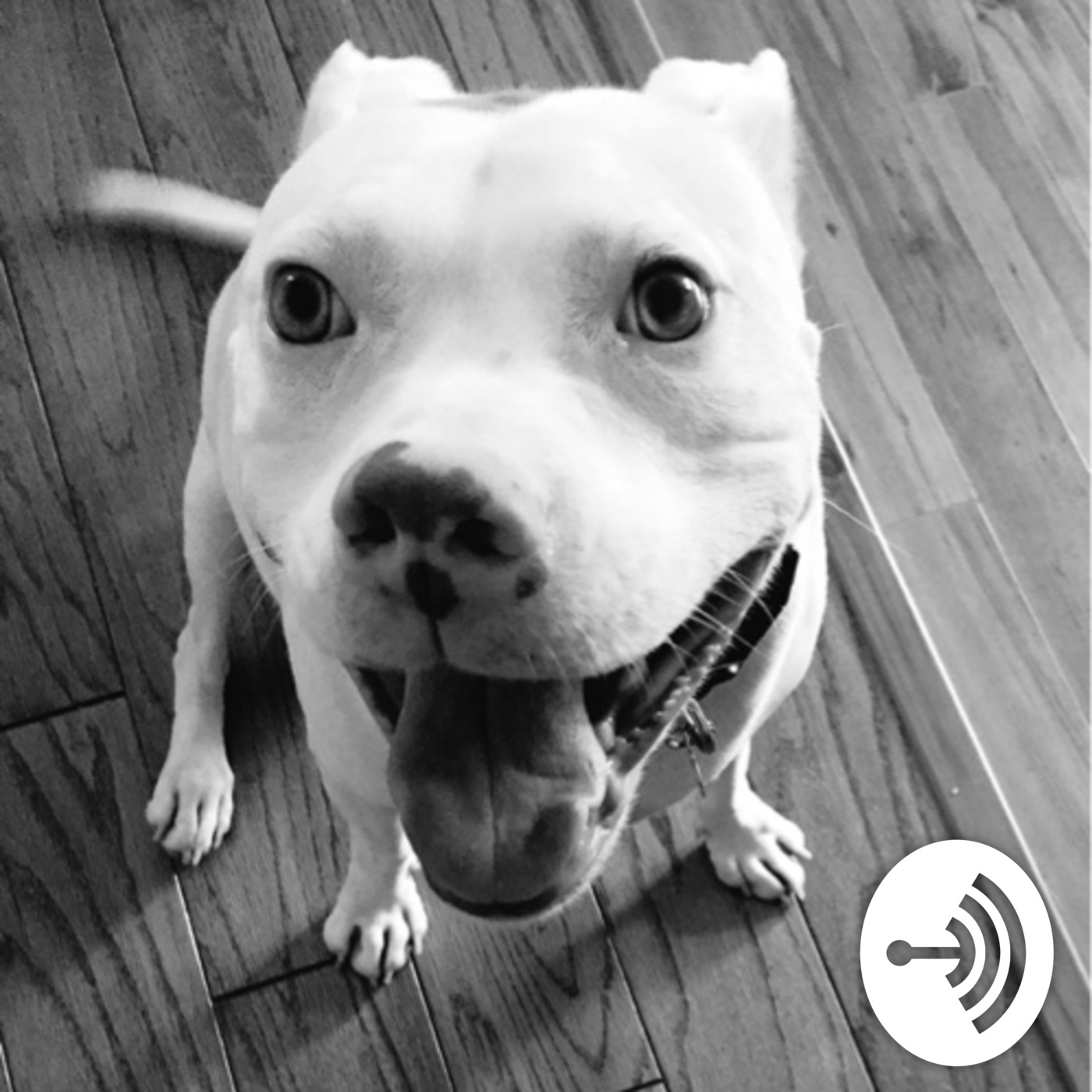 Pet Care Marketing Tips