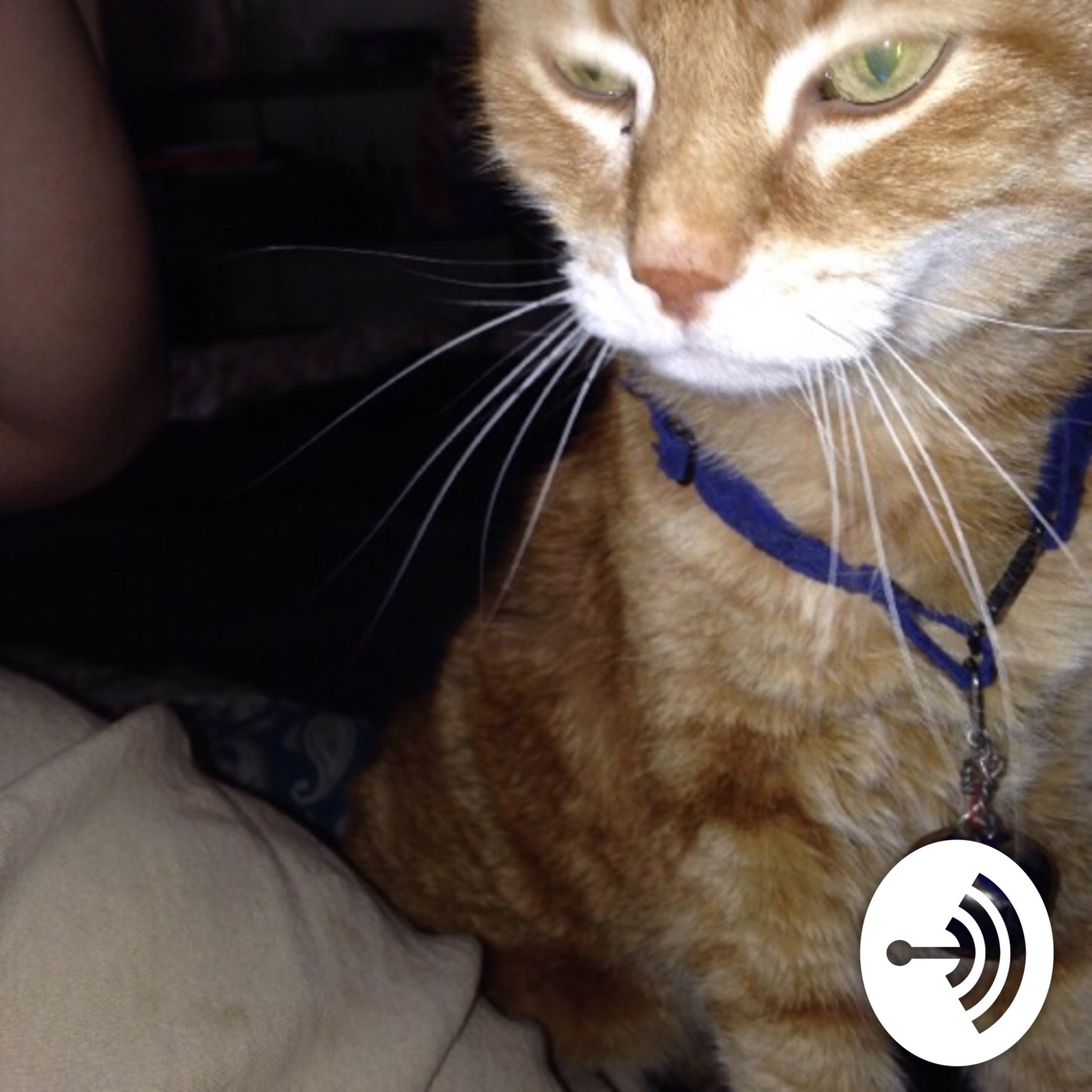 the Johnny Tiger Experience-Episode74 the Johnny Tiger Experience-Episode74