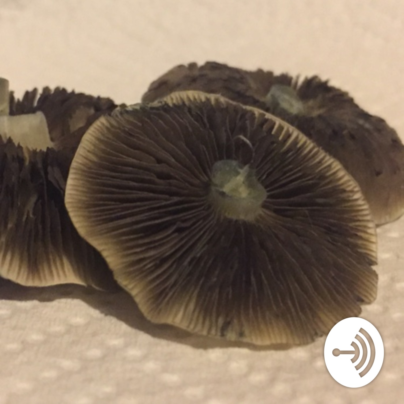Mushroom levels 