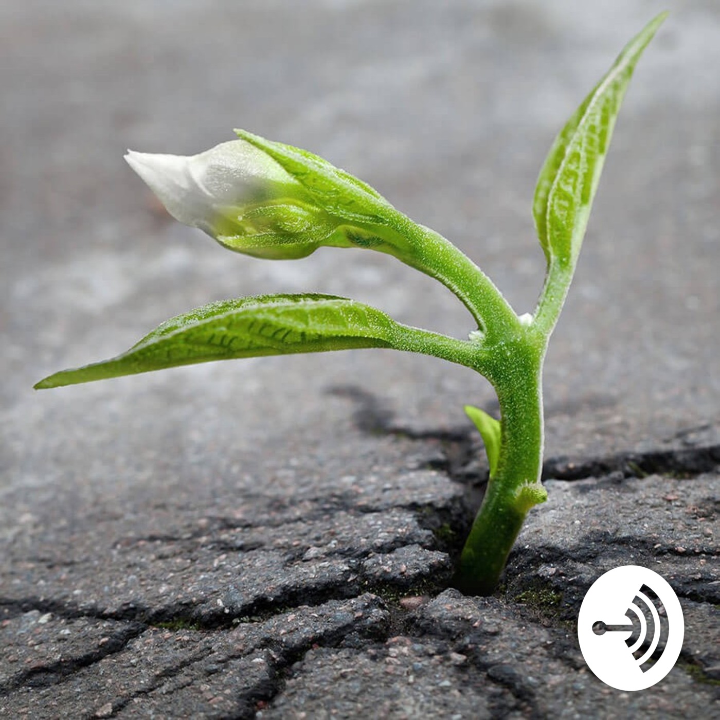 Monkey Flower Radio - With Ben West