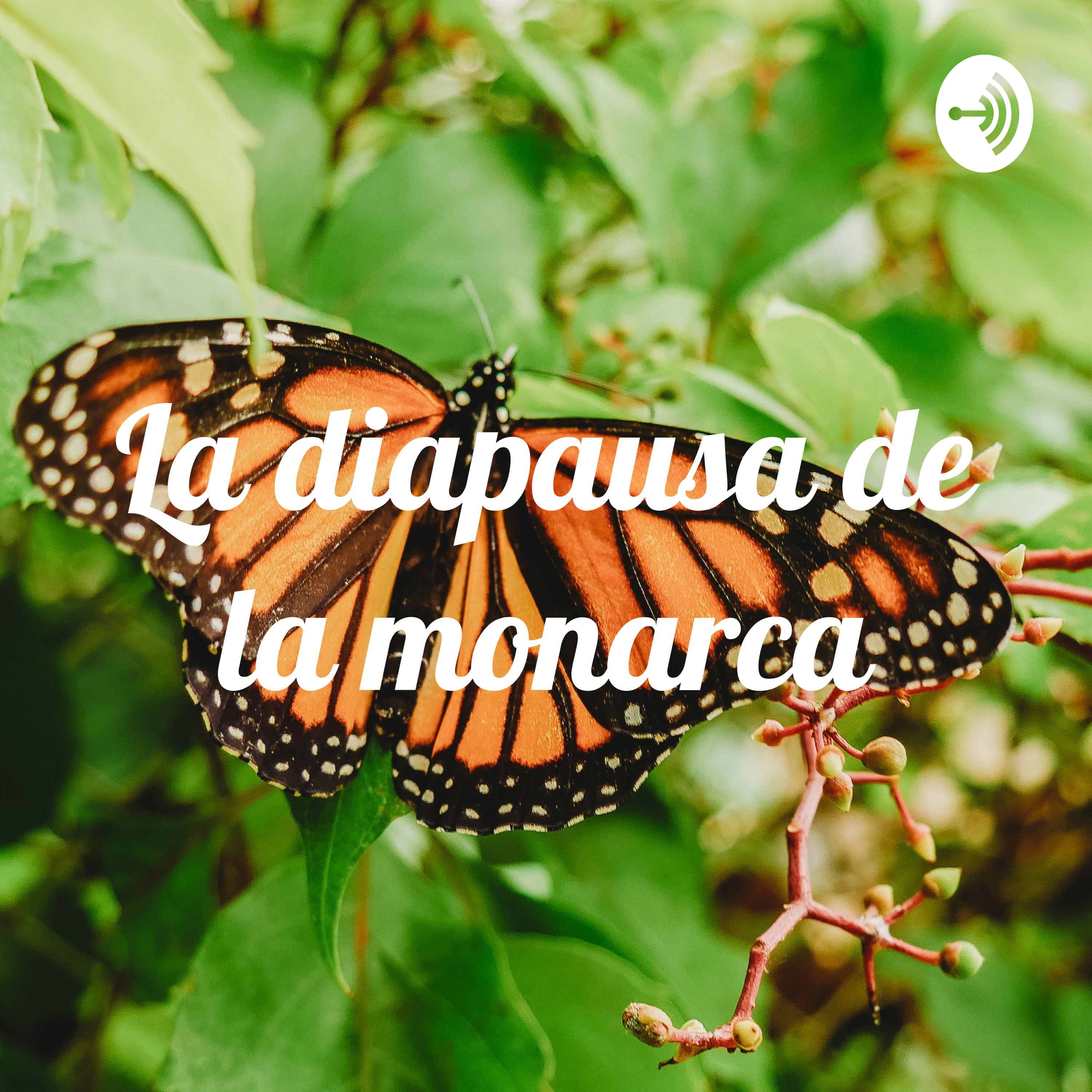 La diapausa de la monarca