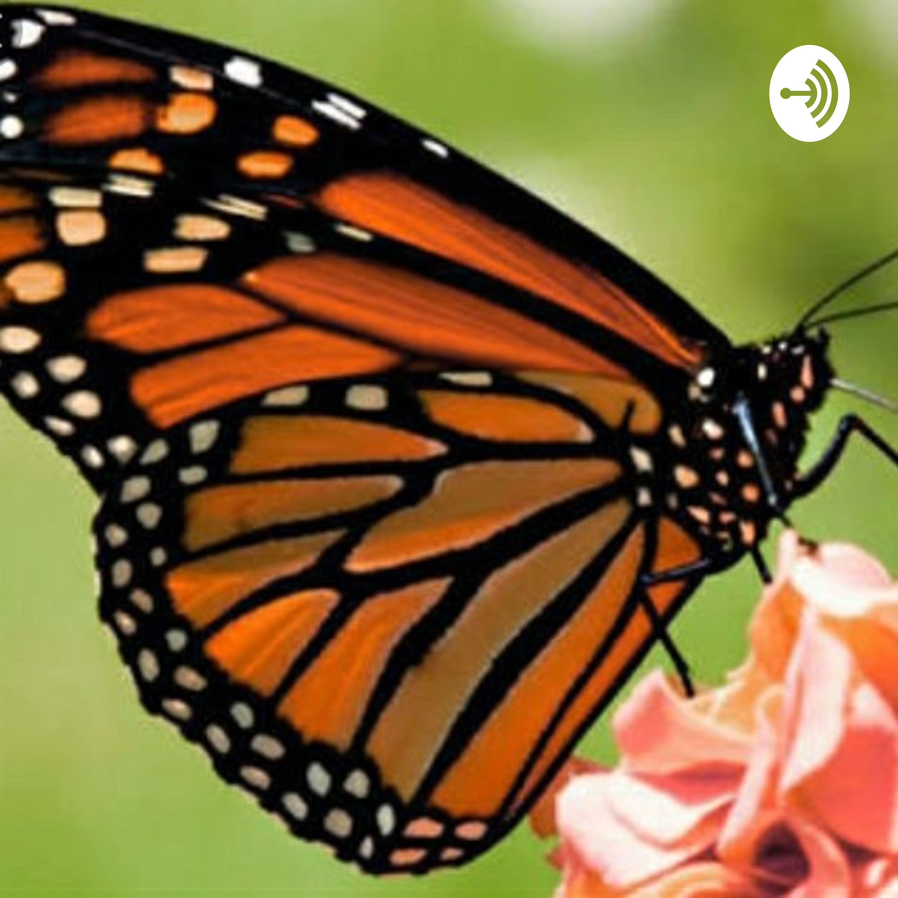 The Legend of Butterflies