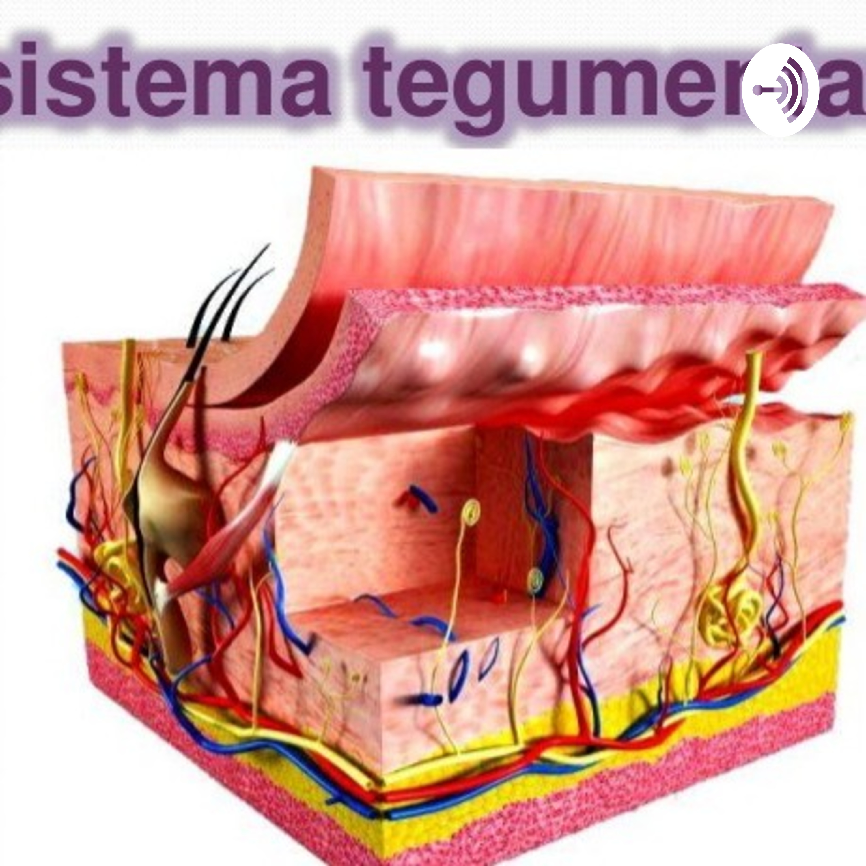 sistema tegumentario