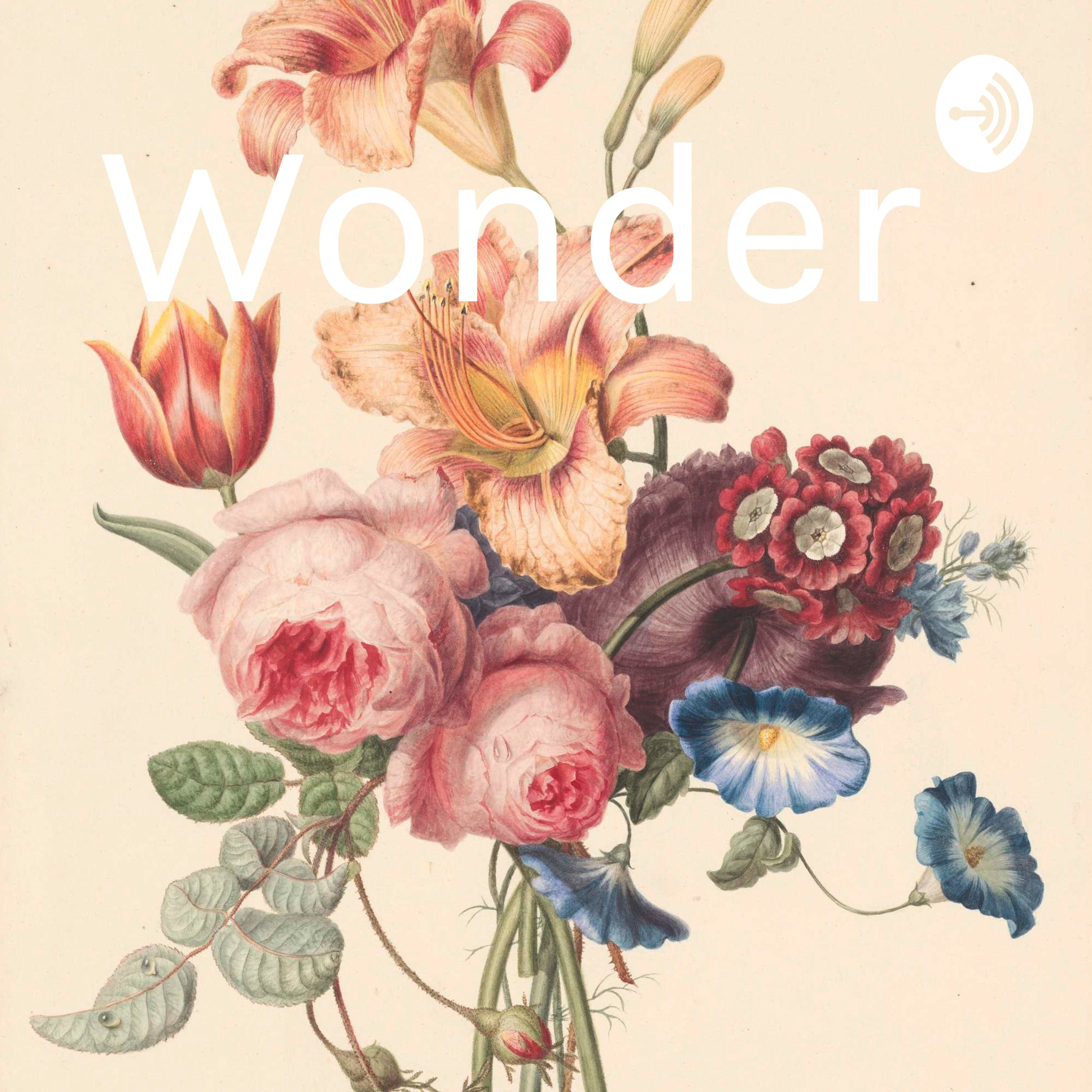 Wonder 