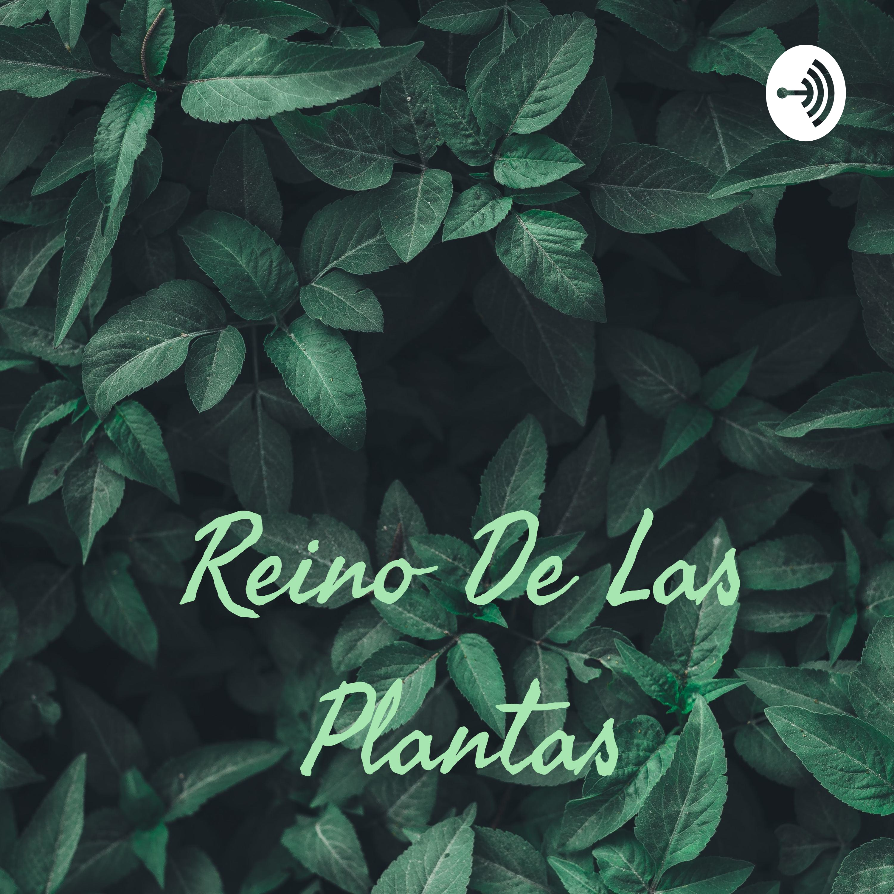 Reino De Las Plantas