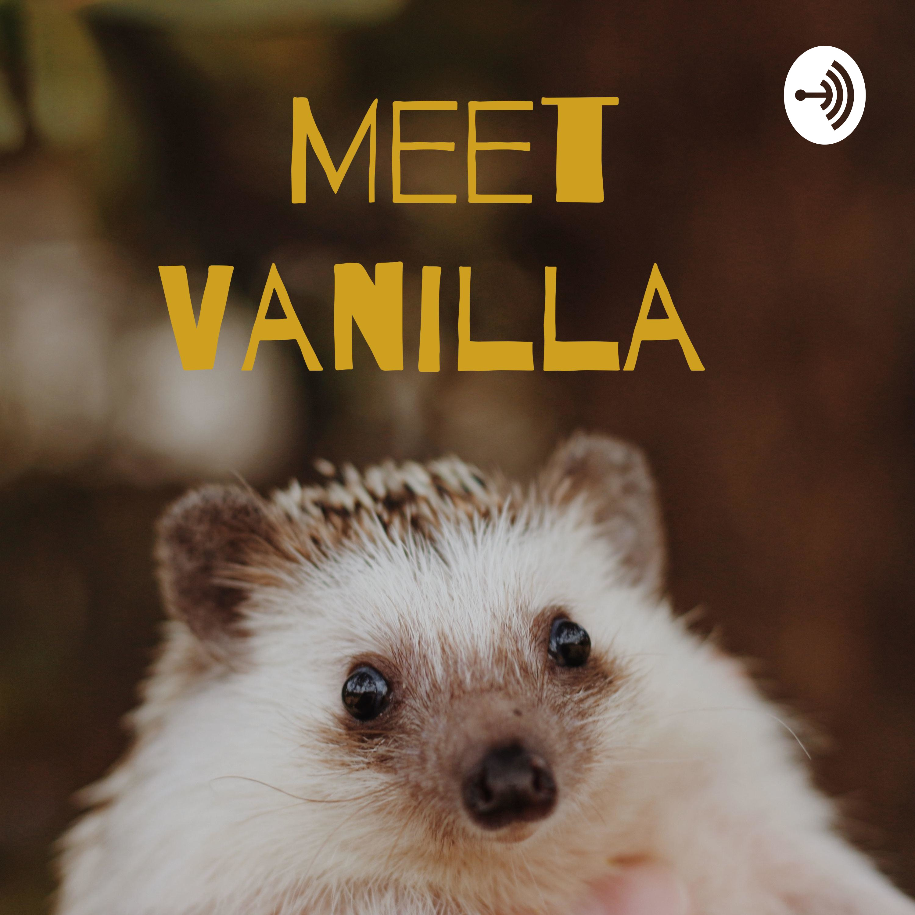 Meet Vanilla Meet Vanilla