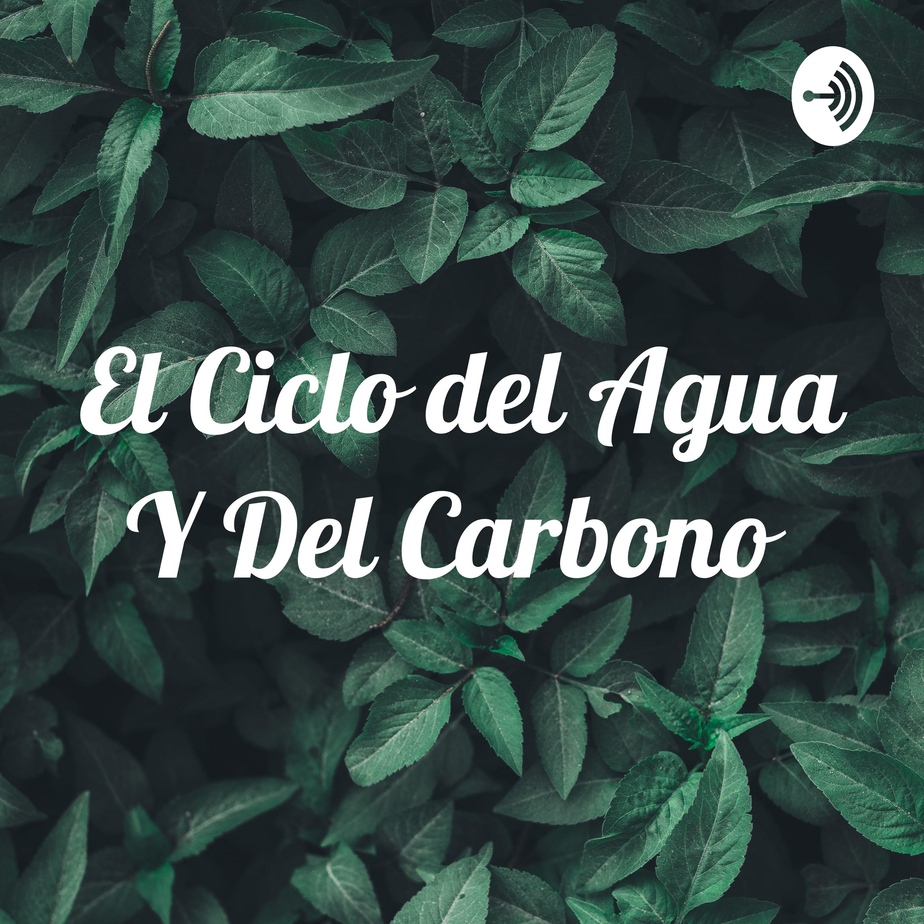 El Ciclo del Agua Y Del Carbono 