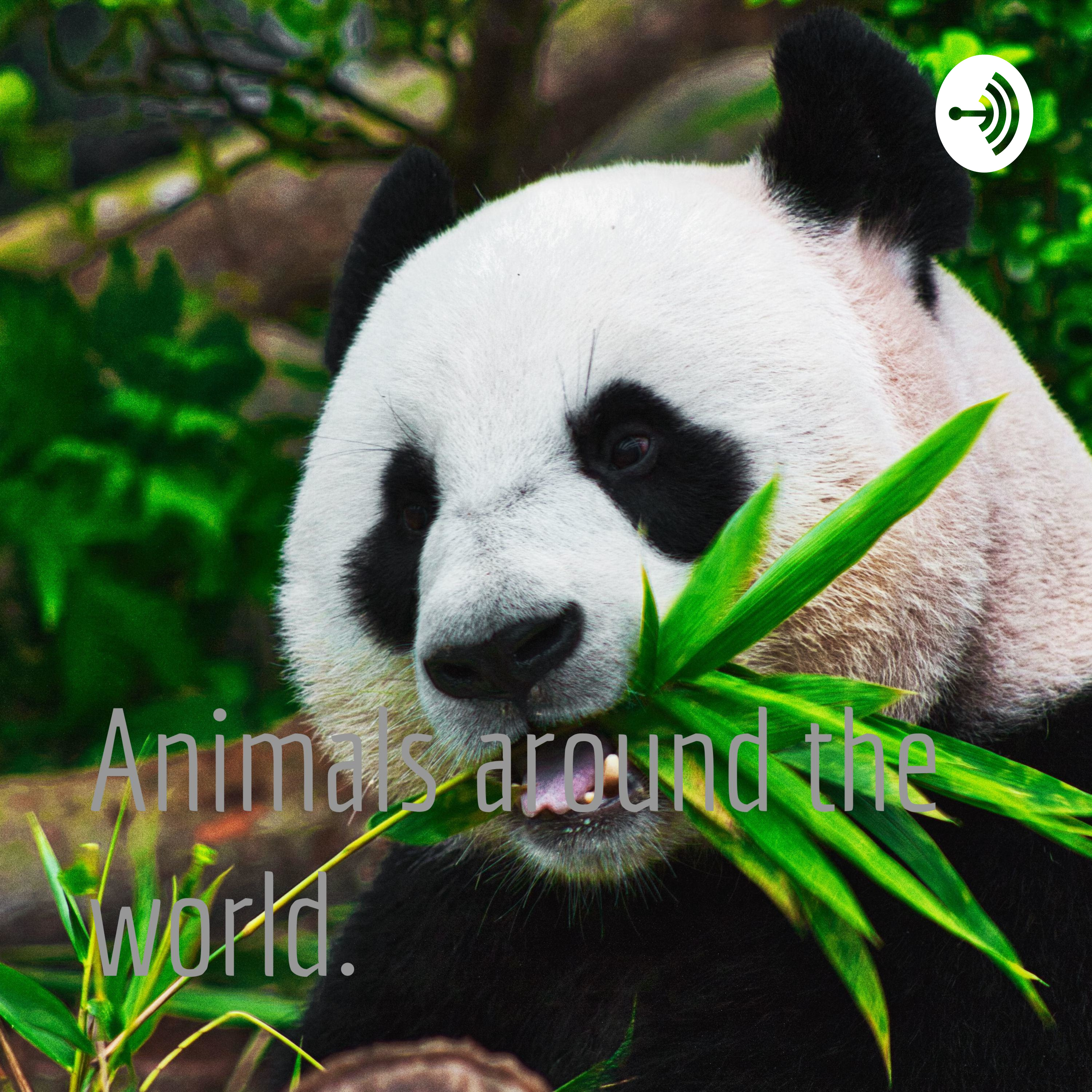 Animals around the world. 