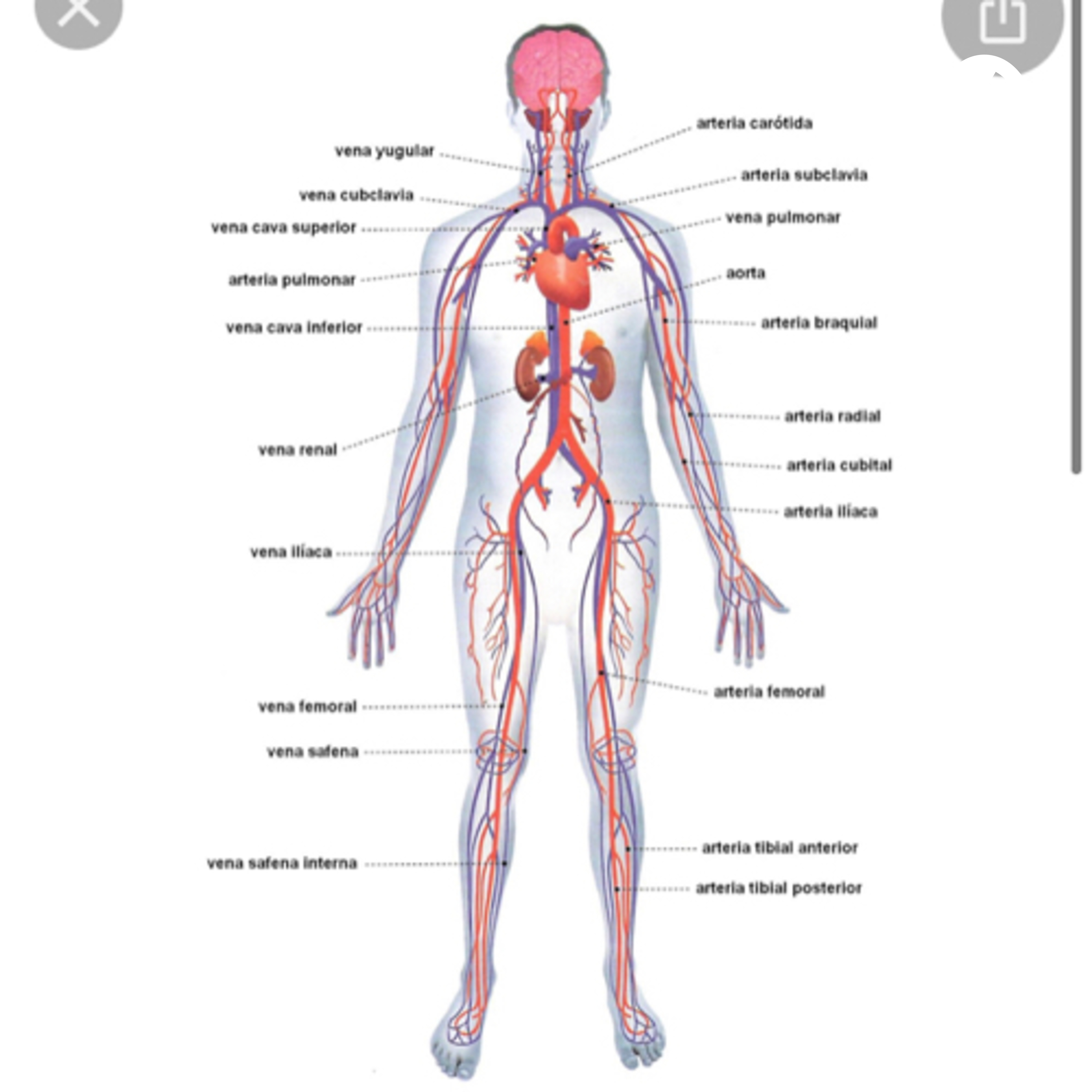 Aparato circulatorio