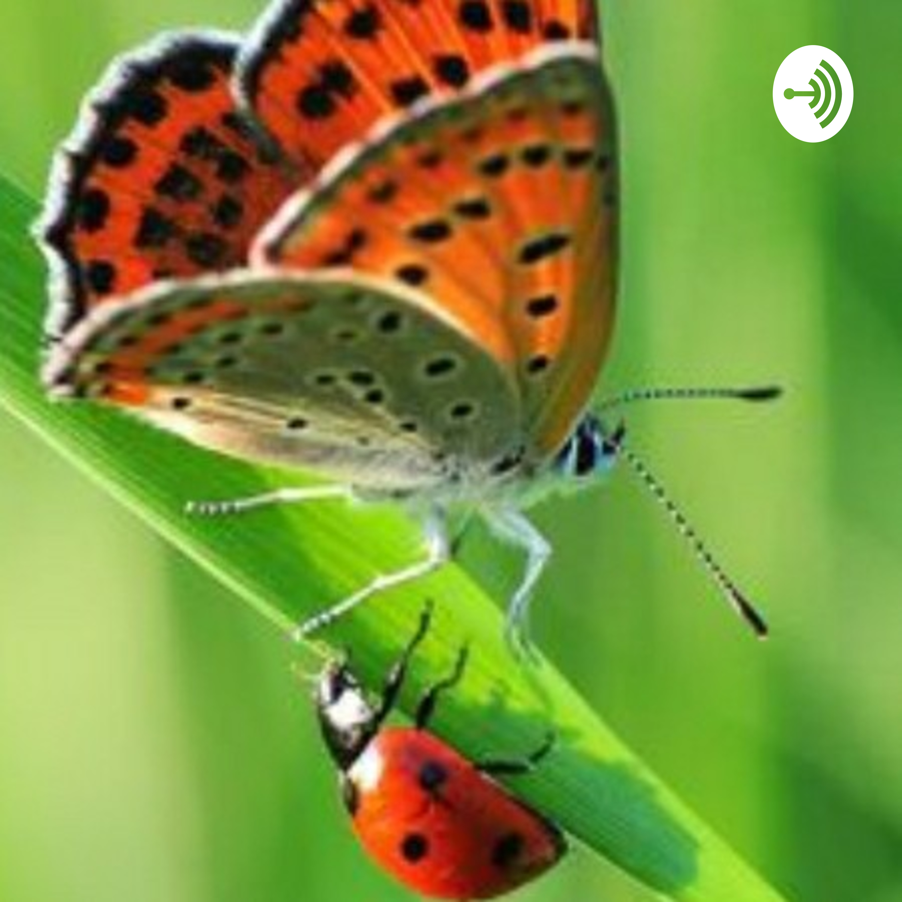 Lebe authentisch glücklich und frei
