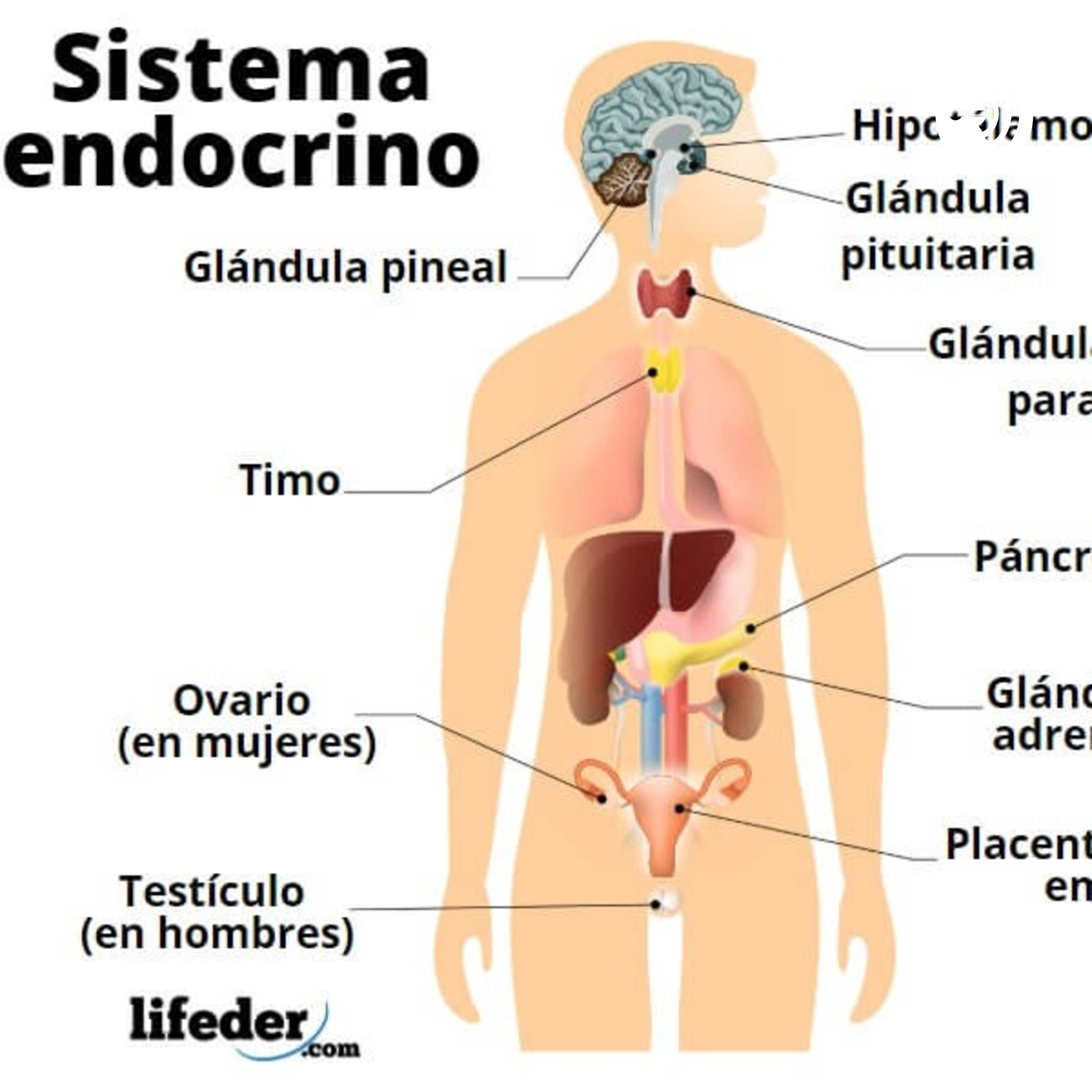 Fisiopatología Del Sistema Endocrino