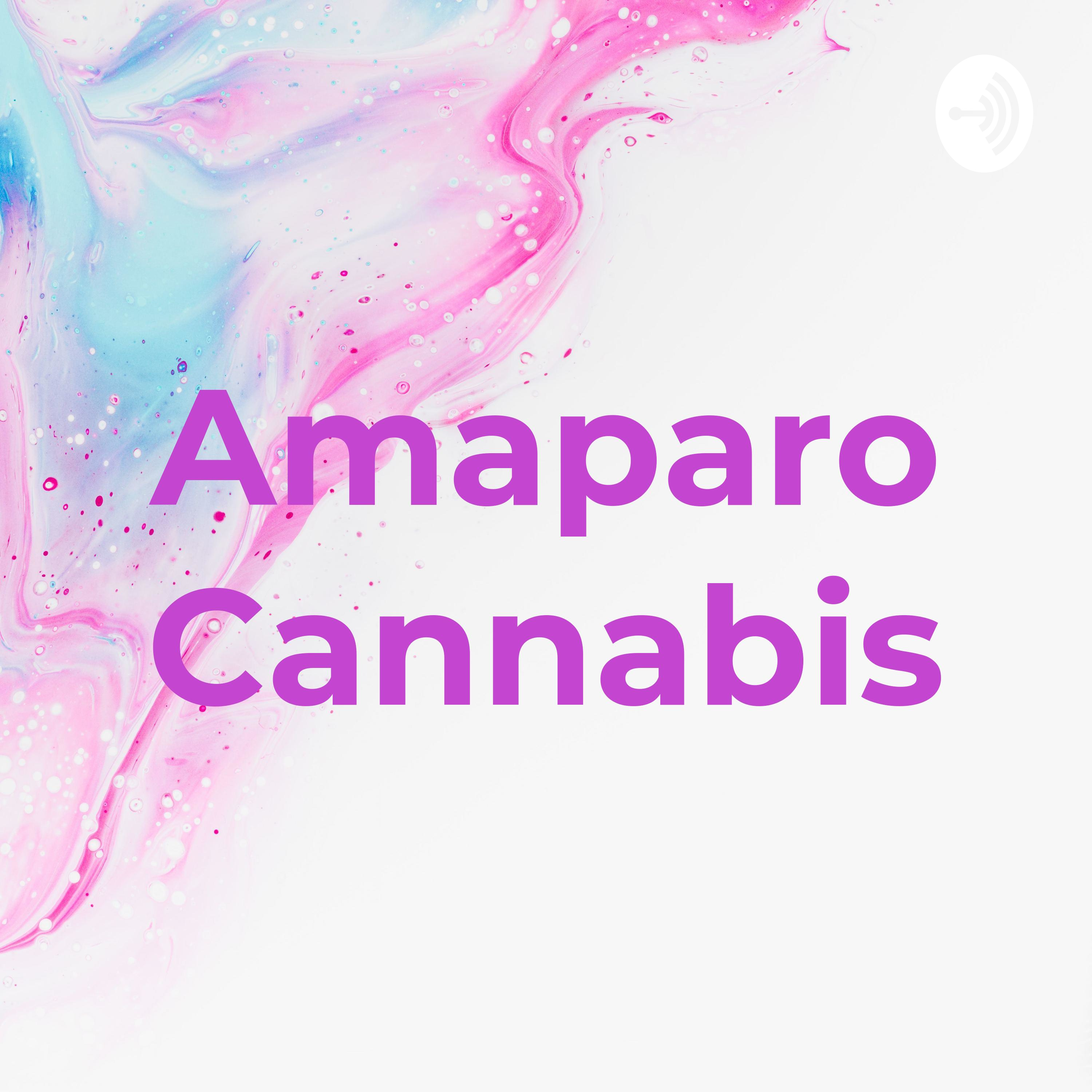 Amaparo Cannabis