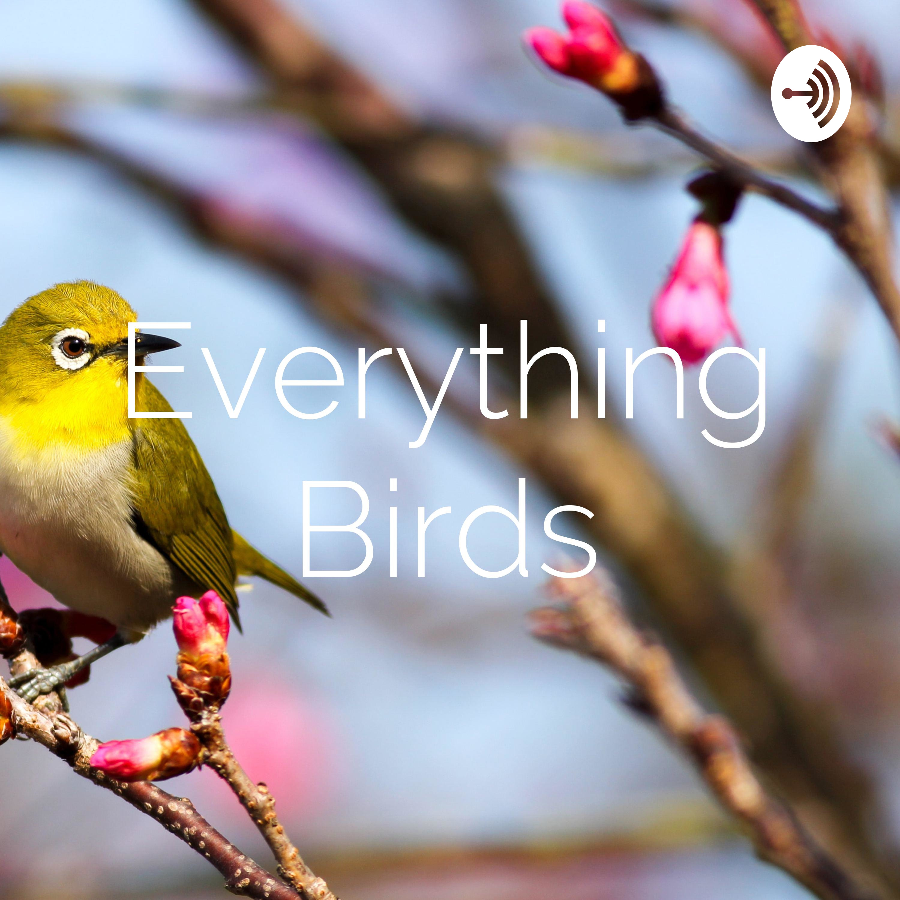 Everything Birds