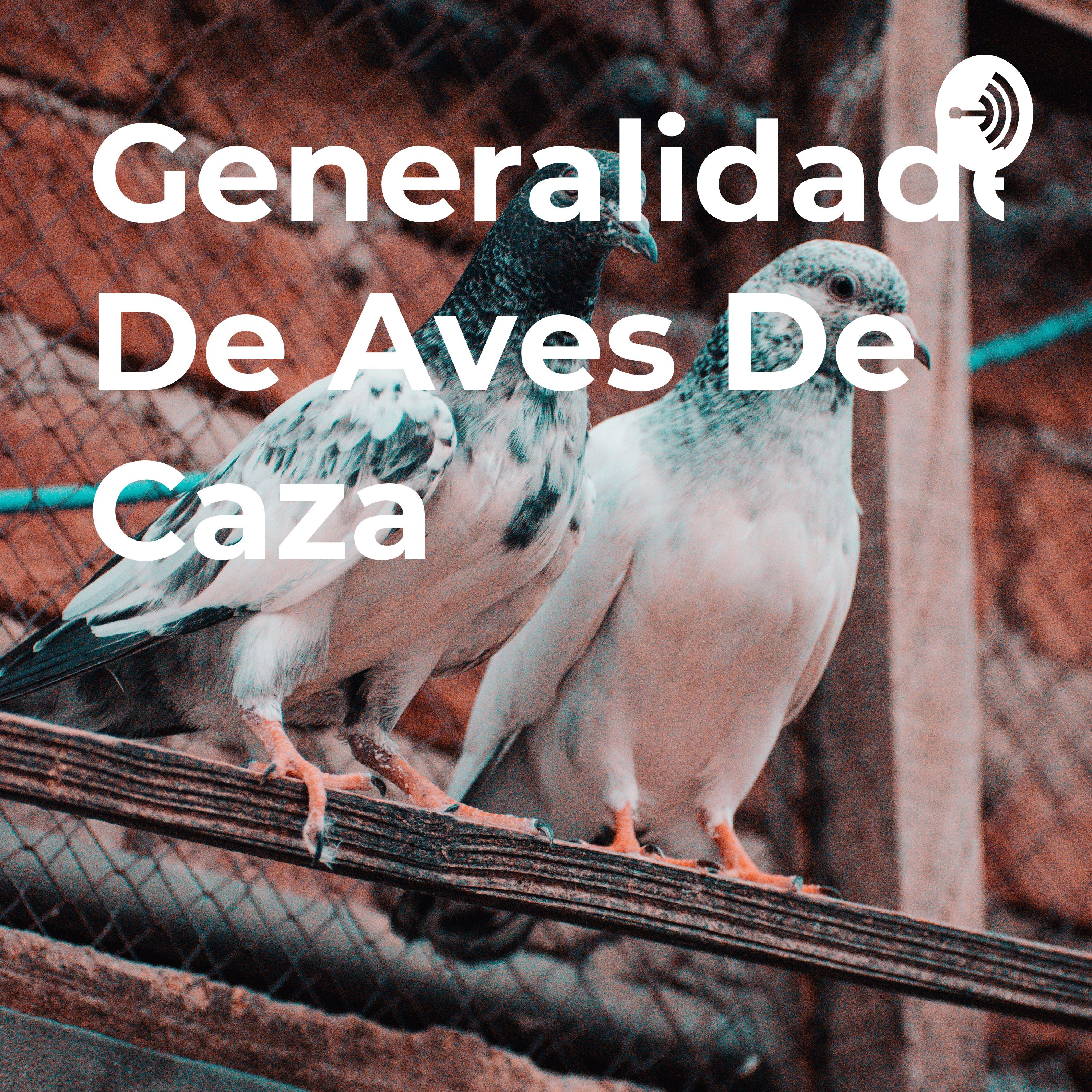 Generalidades De Aves De Caza