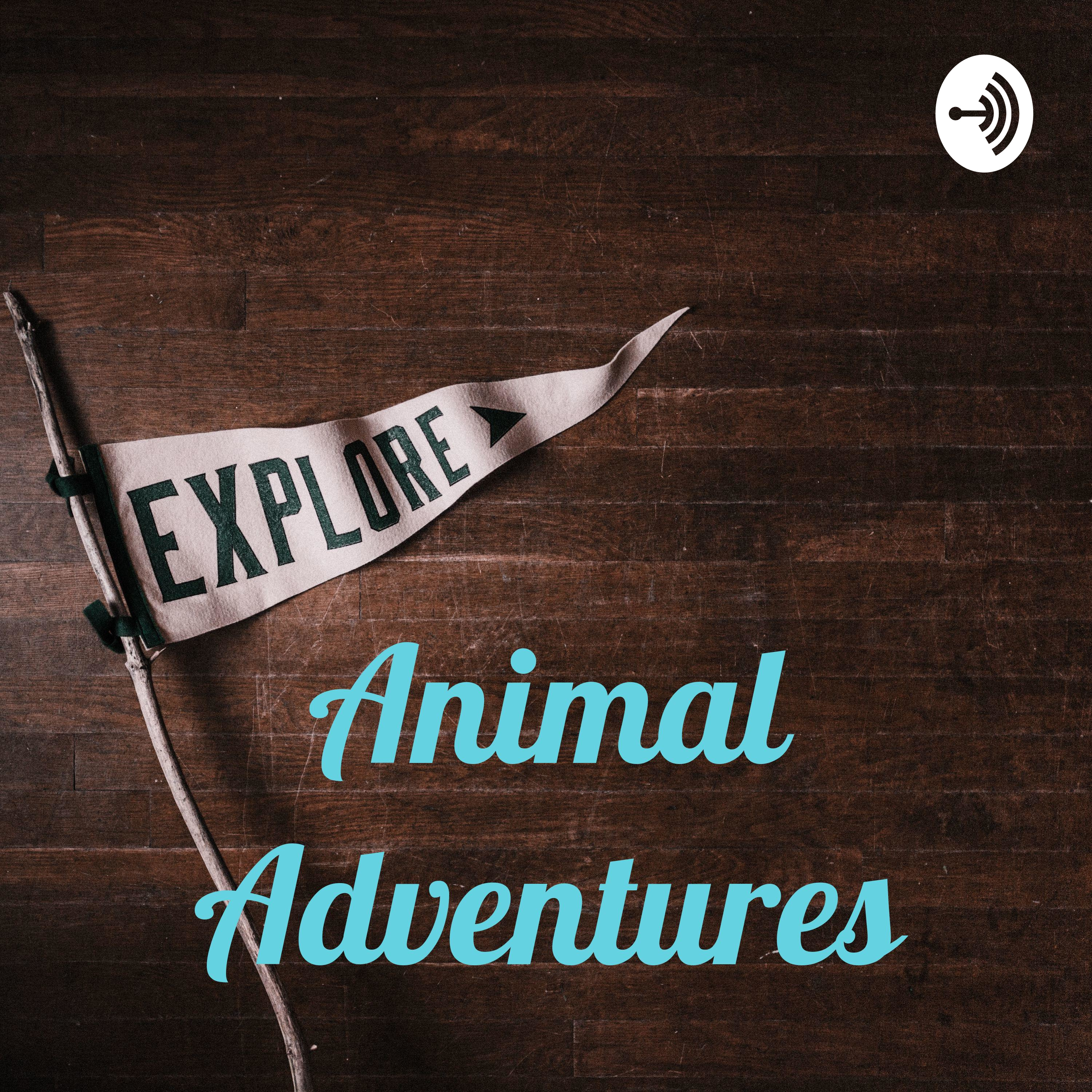 Animal Adventures