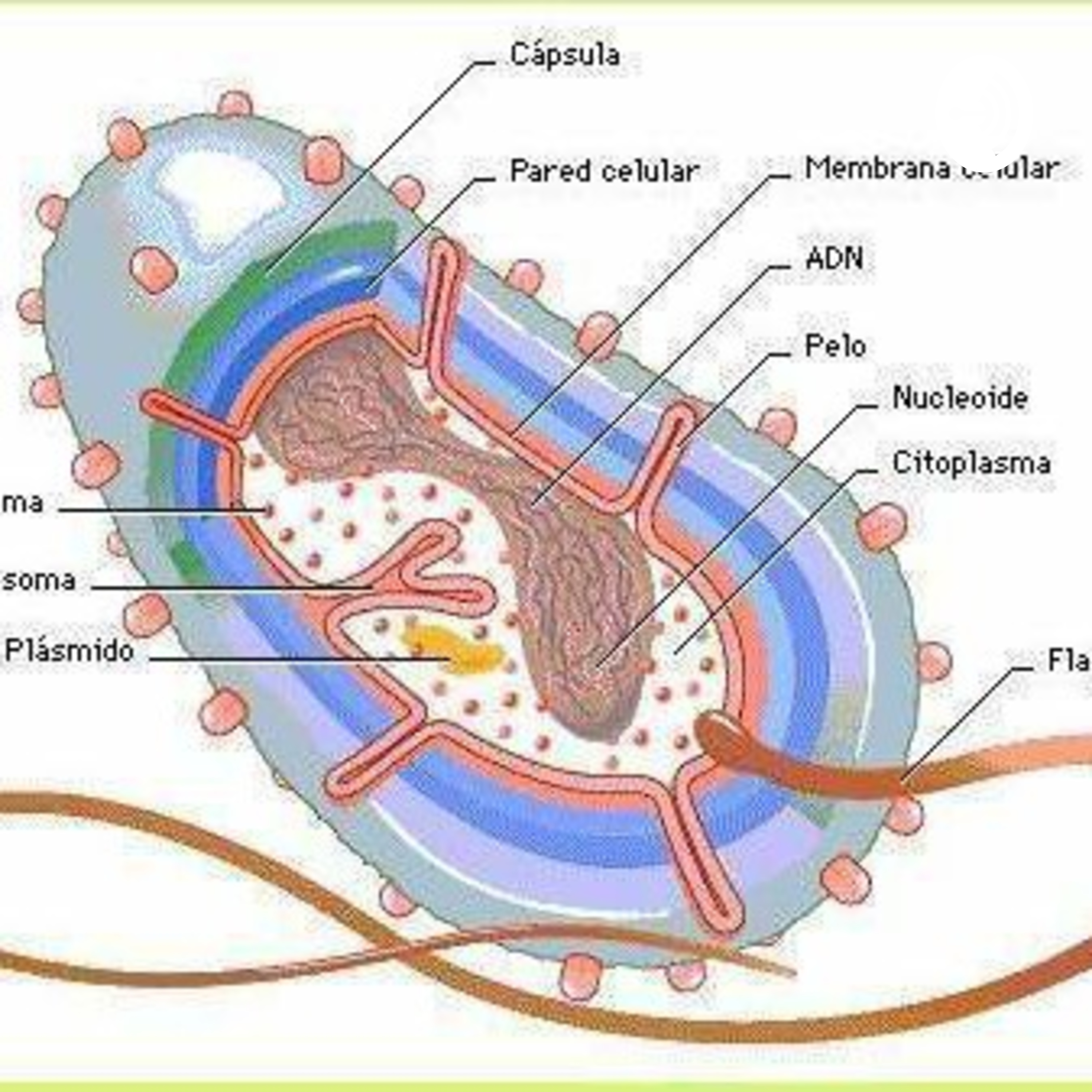Célula Bacteriana.