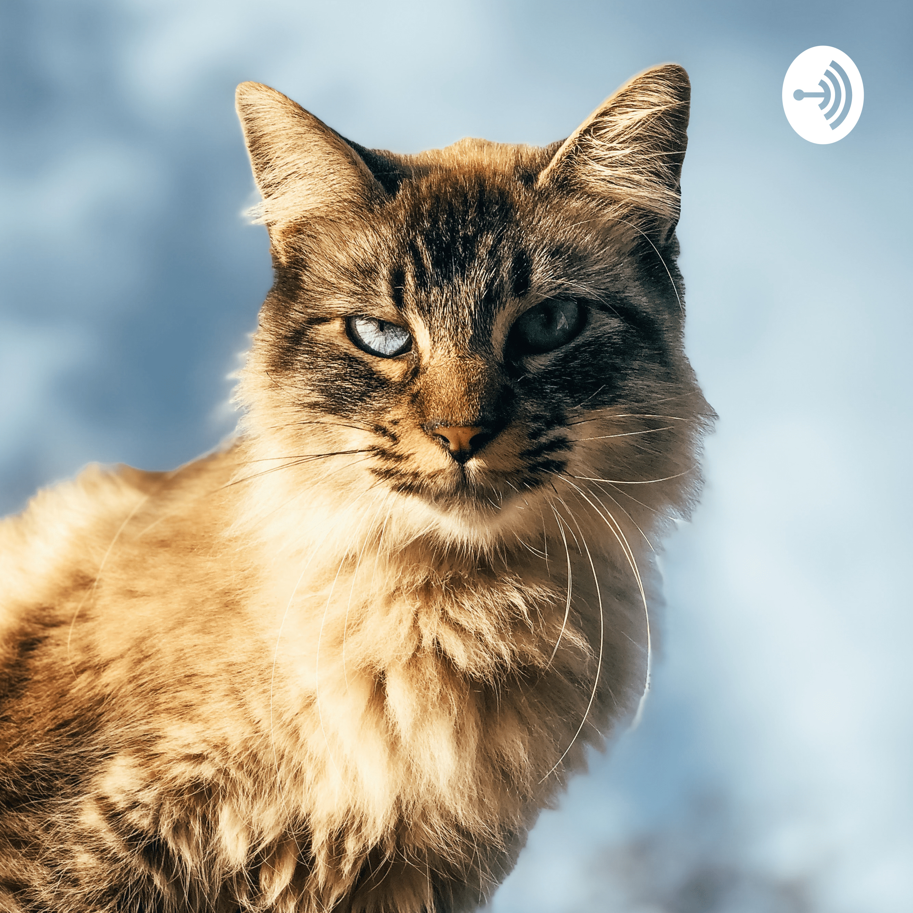 PodCat (Fernanda E Endrigo)