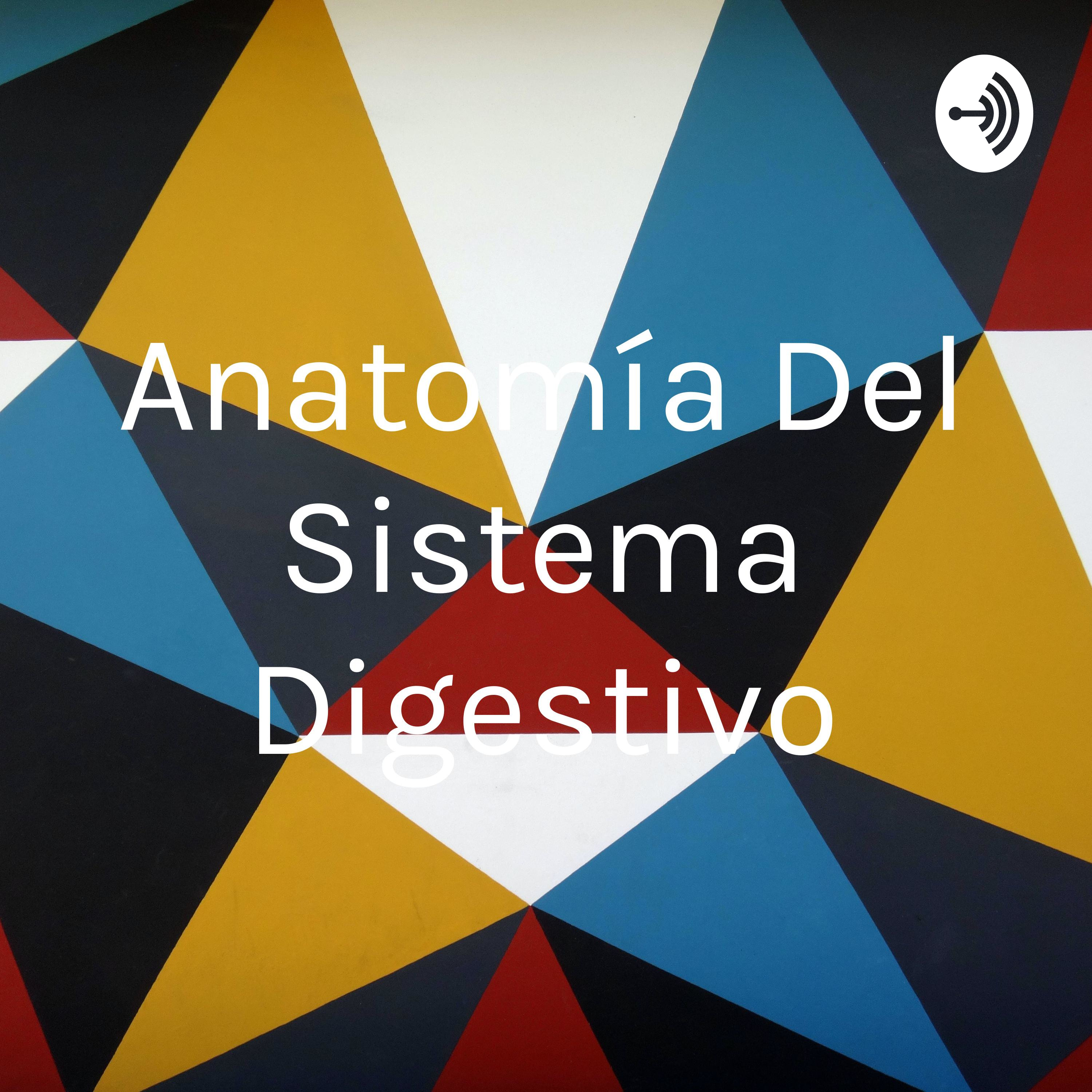 Anatomía Del Sistema Digestivo Arts Podcast Podchaser