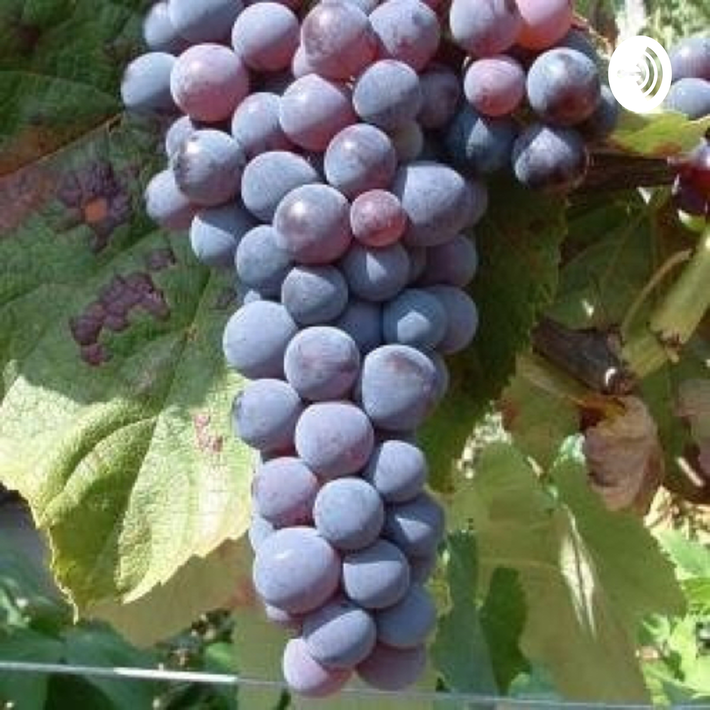 Vin, vindruer af Chelina Jensen