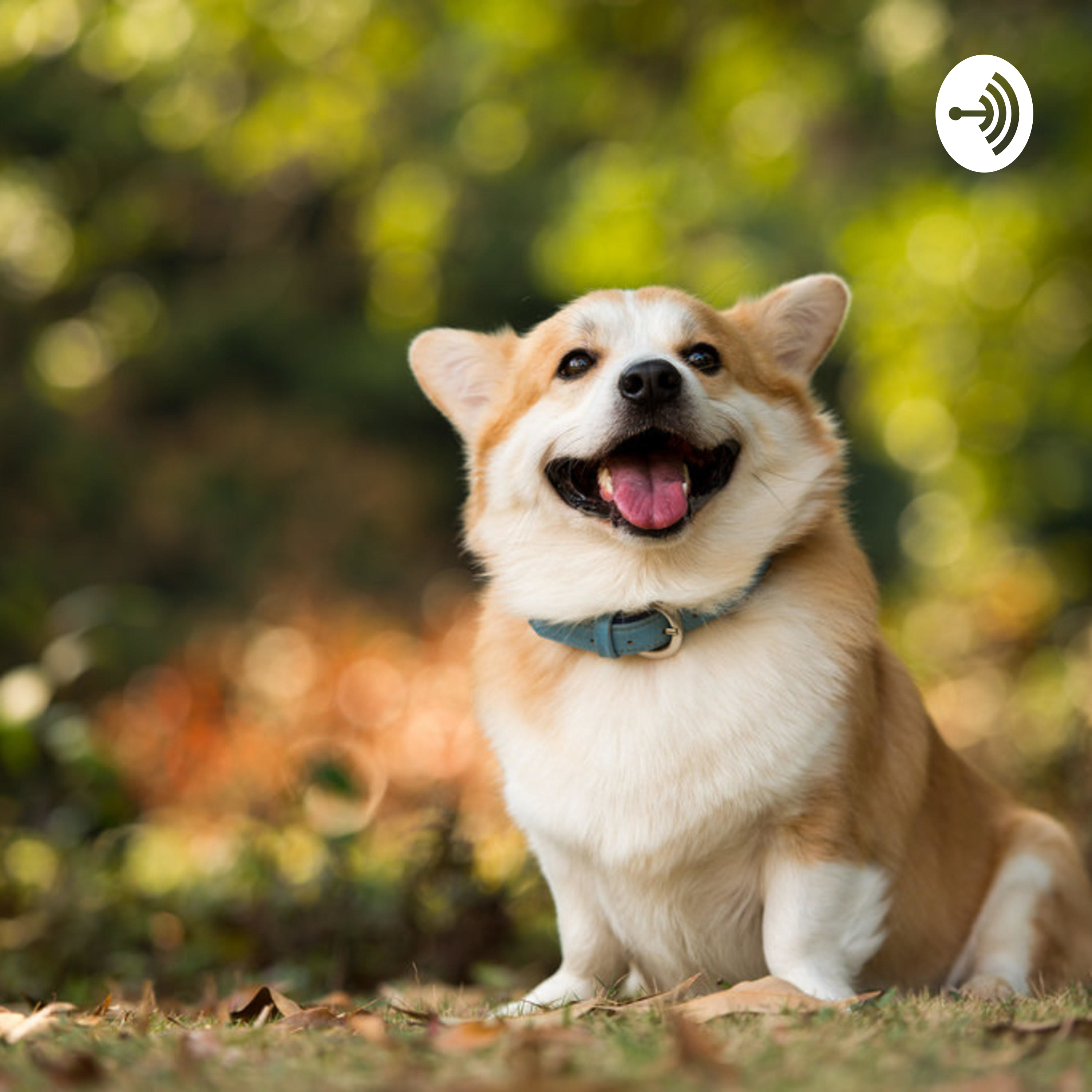 Corgis
