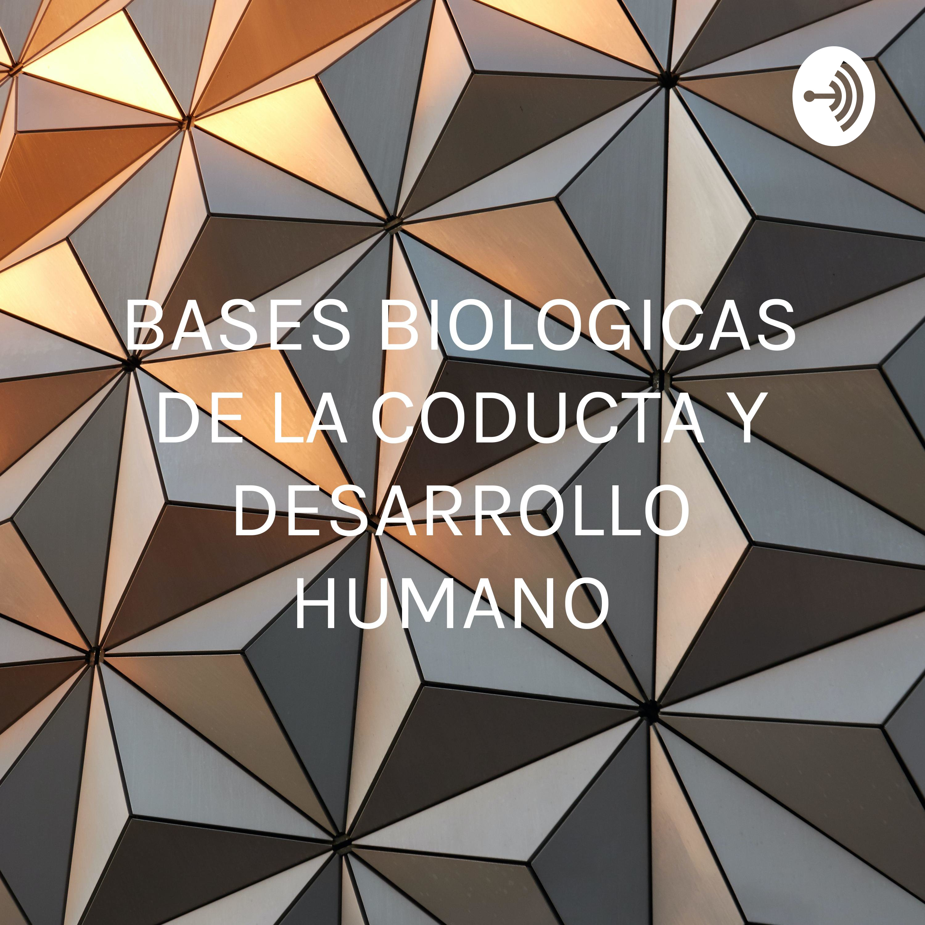 BASES BIOLOGICAS DE LA CODUCTA Y DESARROLLO HUMANO 