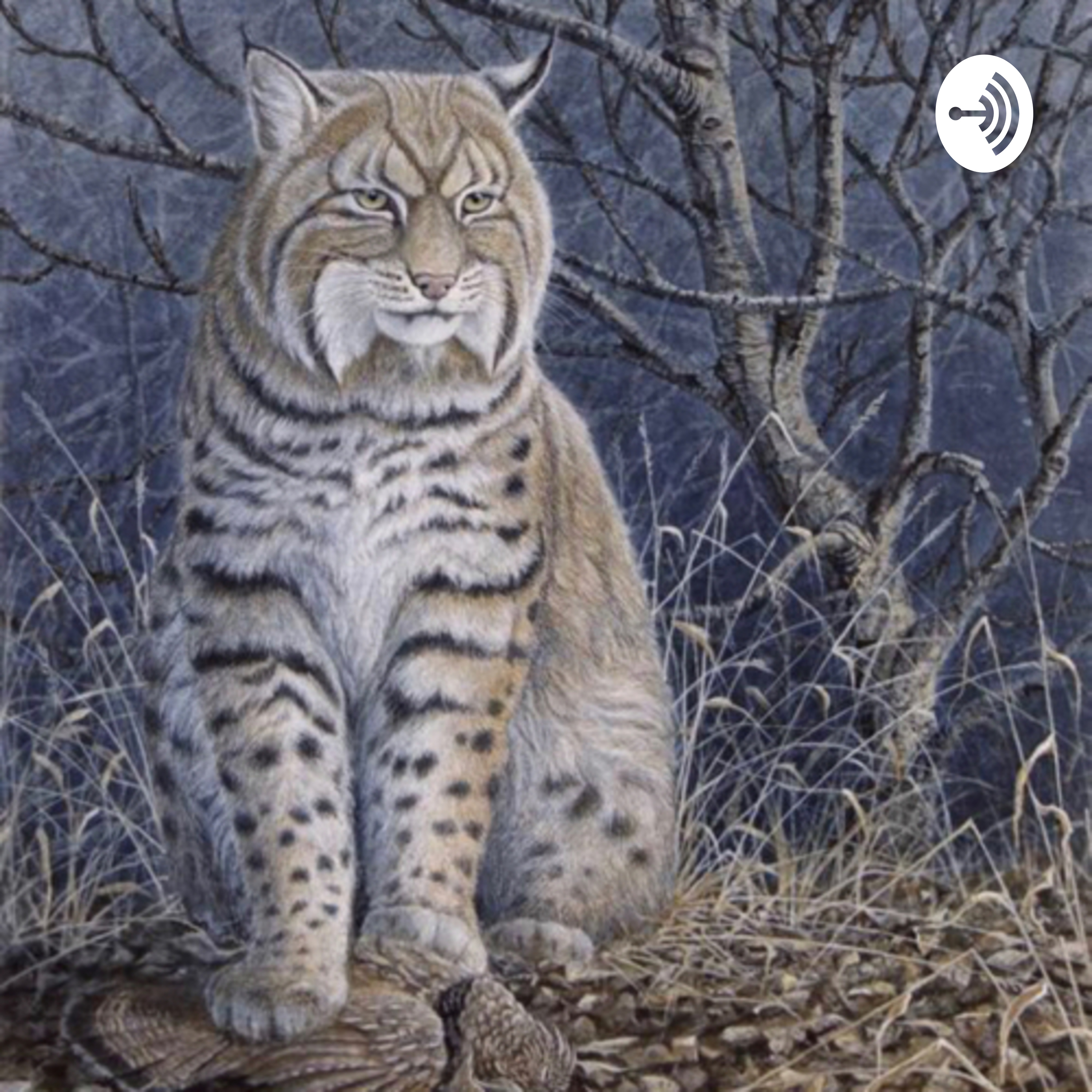 Bobcat radio 