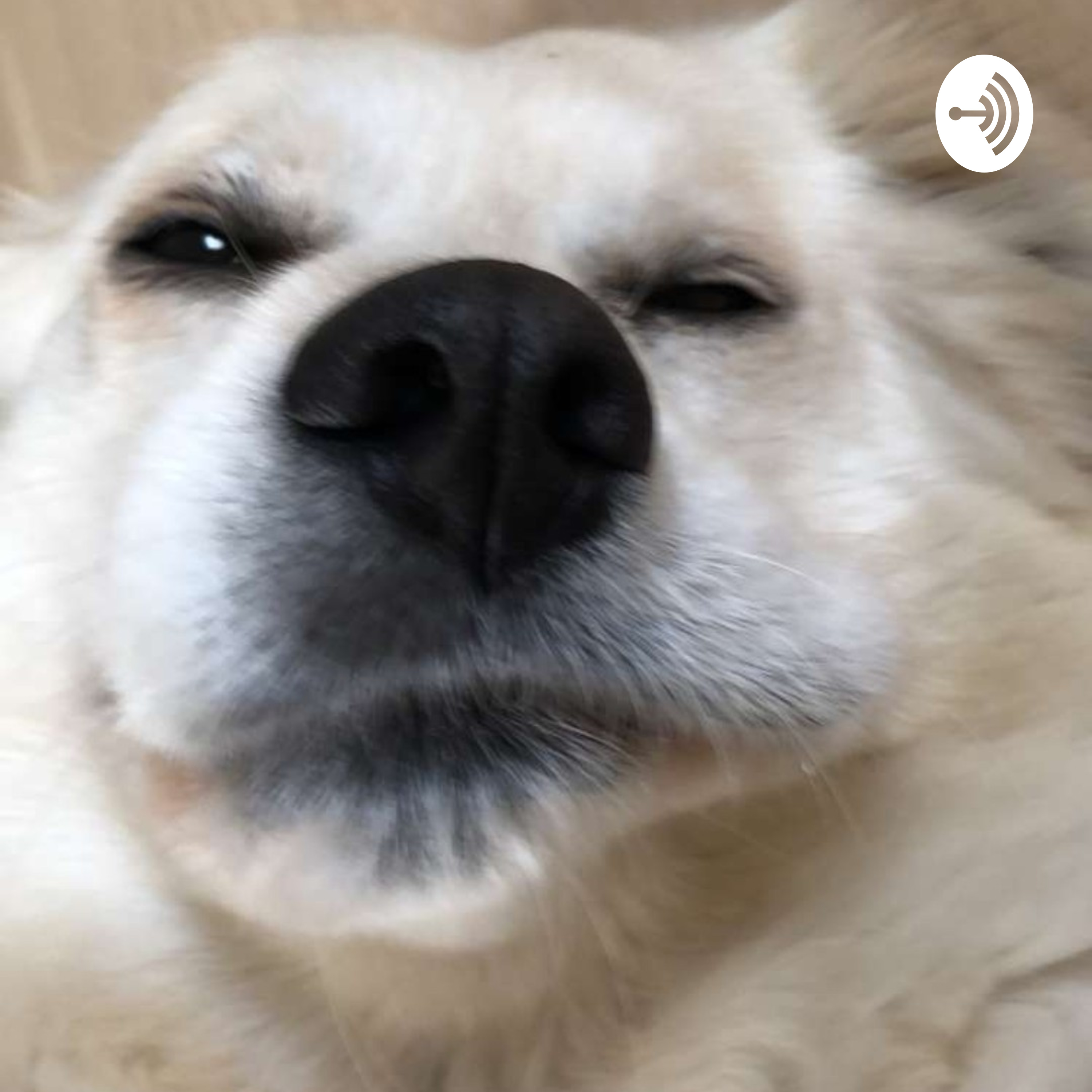 podcast
