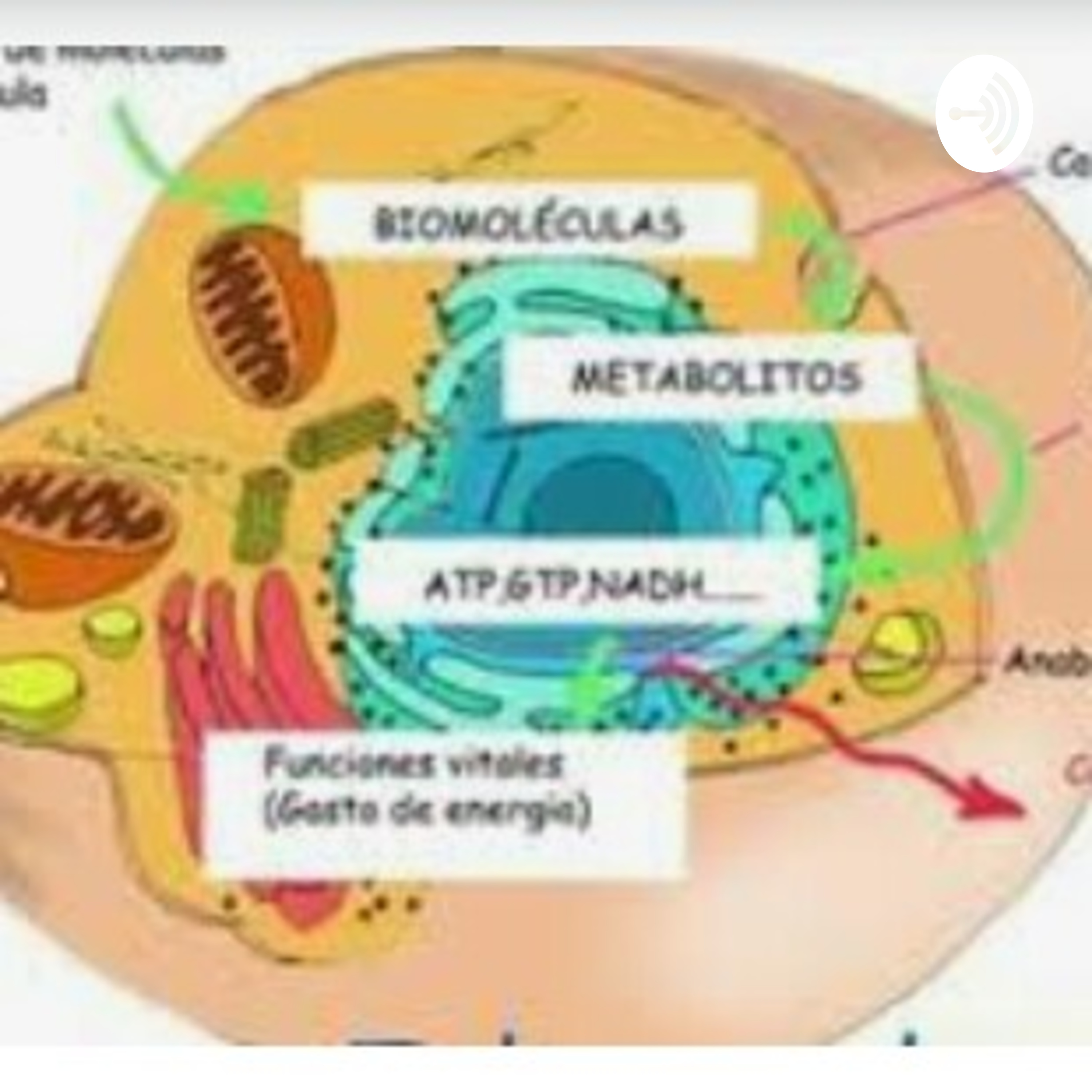 Aprende Sobre El Proceso Metabolico Celular 100% Recomendado