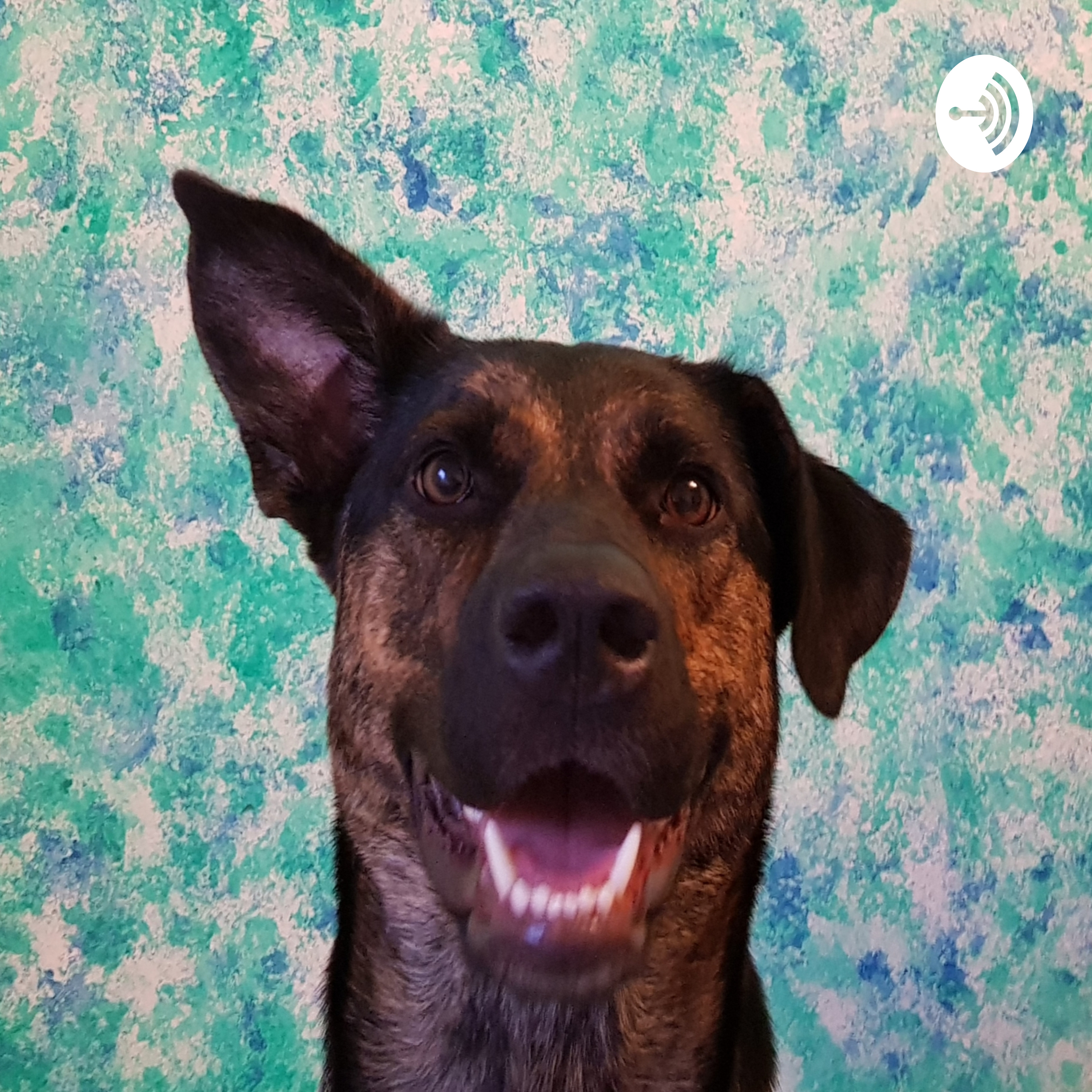 Positives Hundetraining