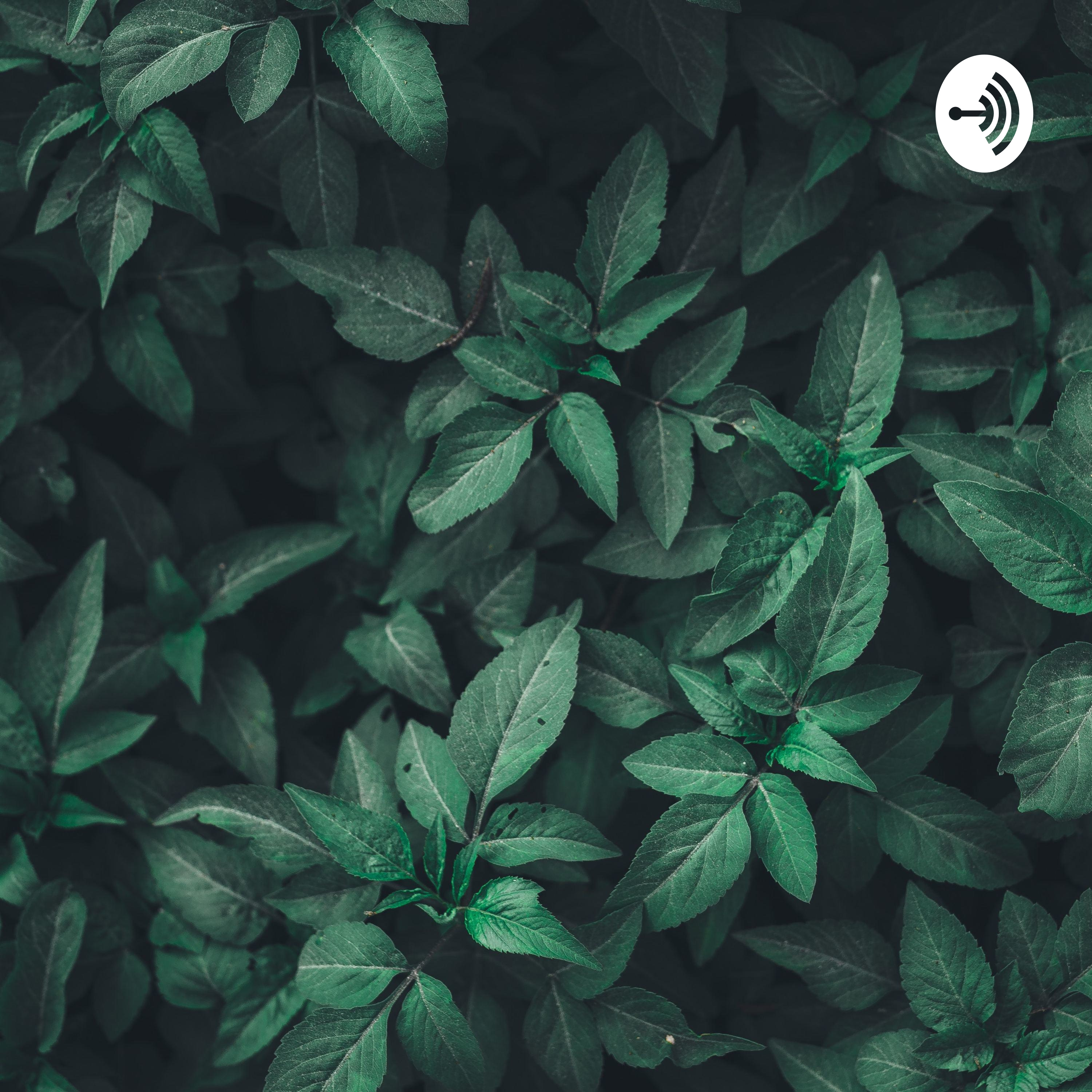 Elias.picinich podcast artwork