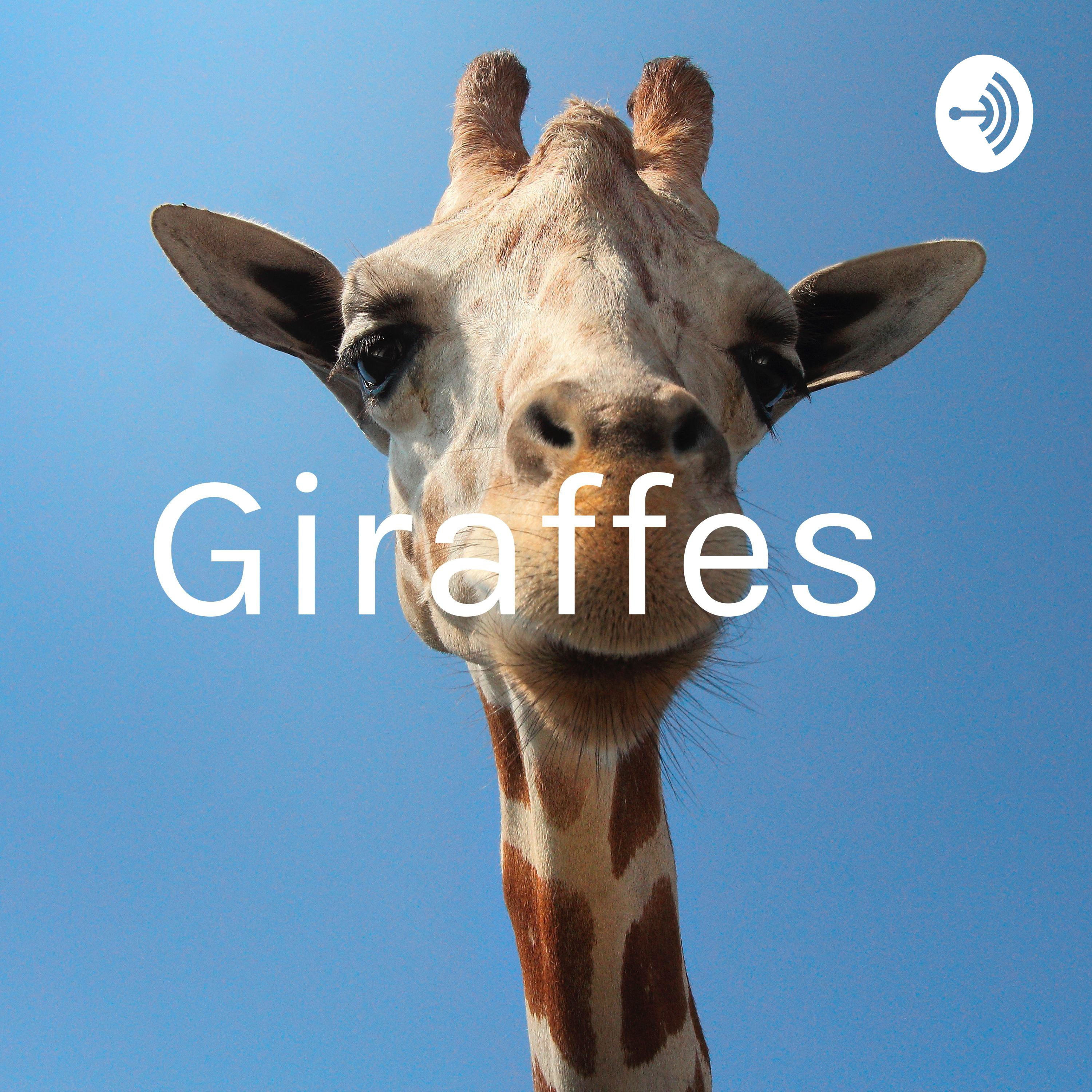 Giraffes 