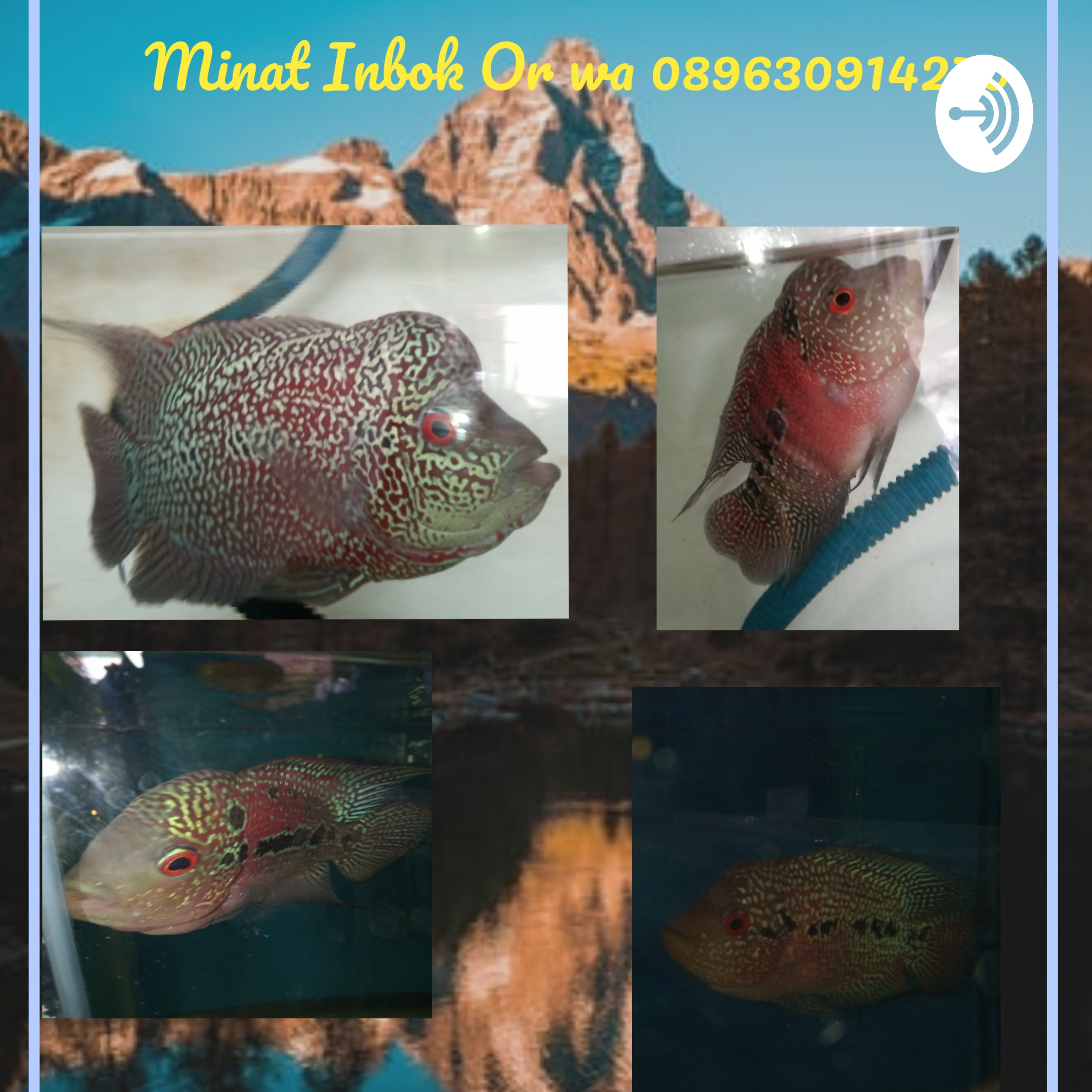Toko Ikan Hias Ubay Farm (Trailer) episode artwork