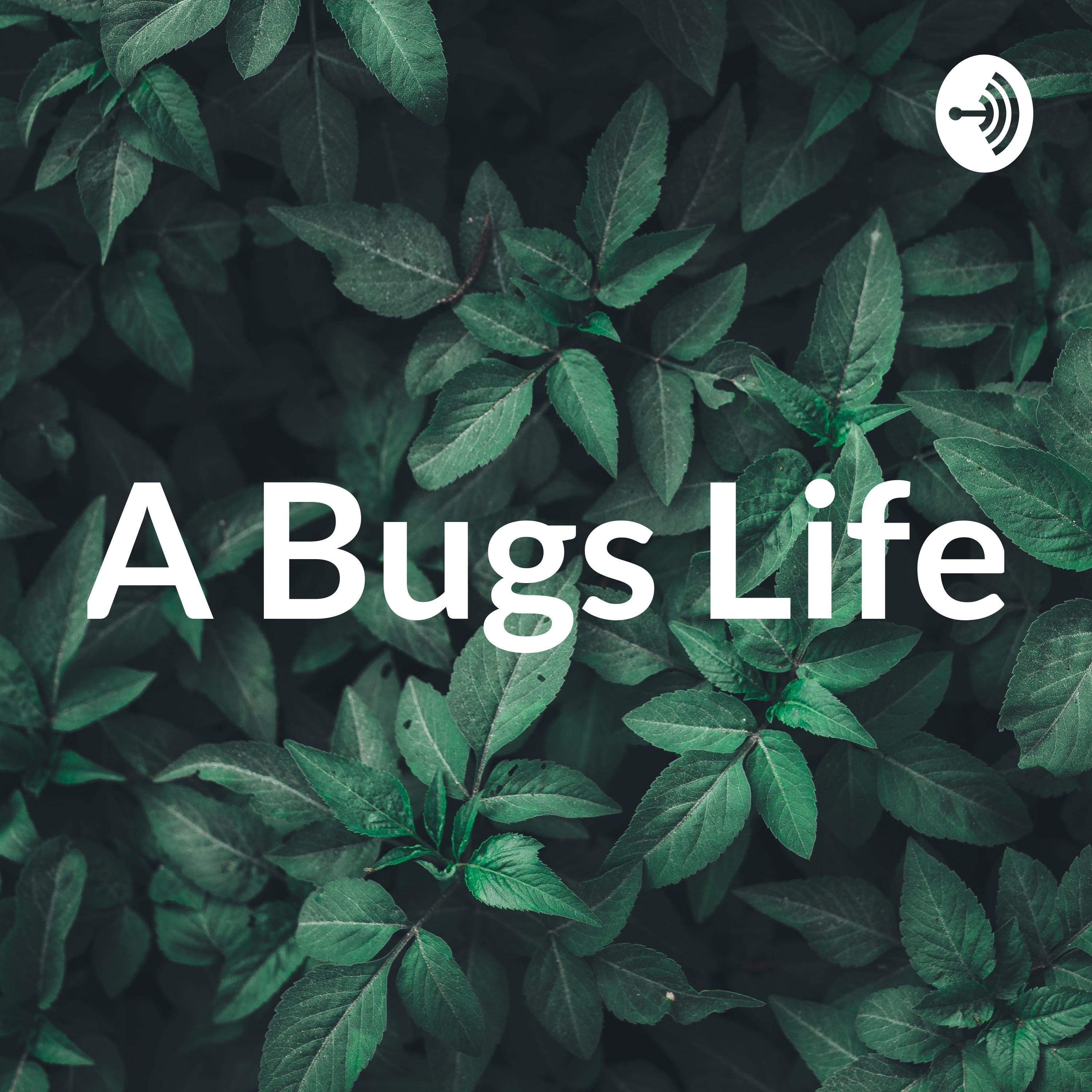 A Bugs Life