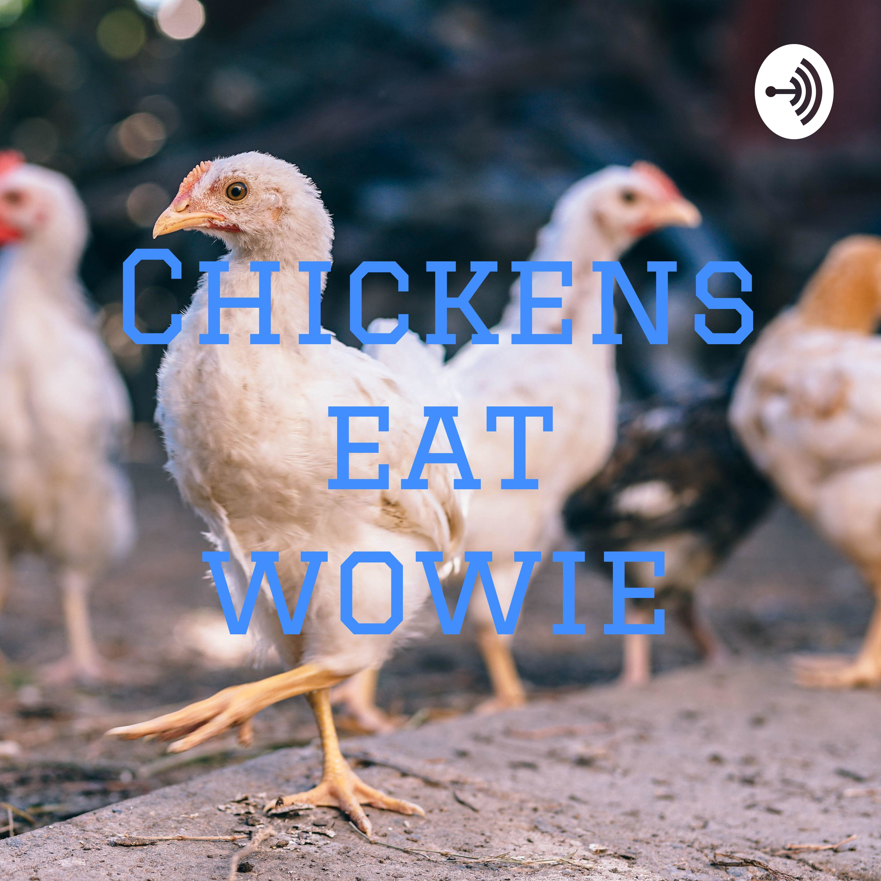 Chickens eat wowie