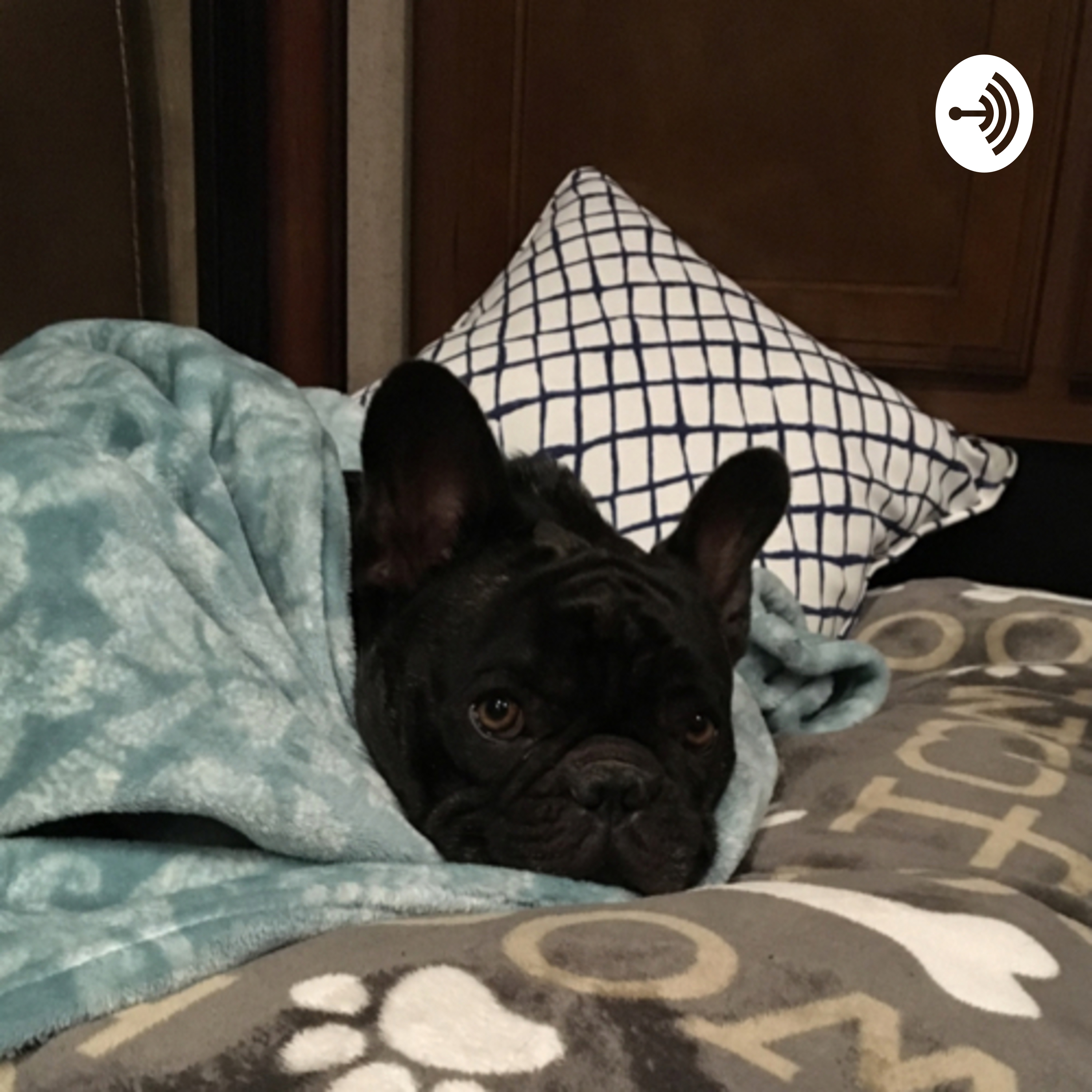Animals Helping Anxiety 