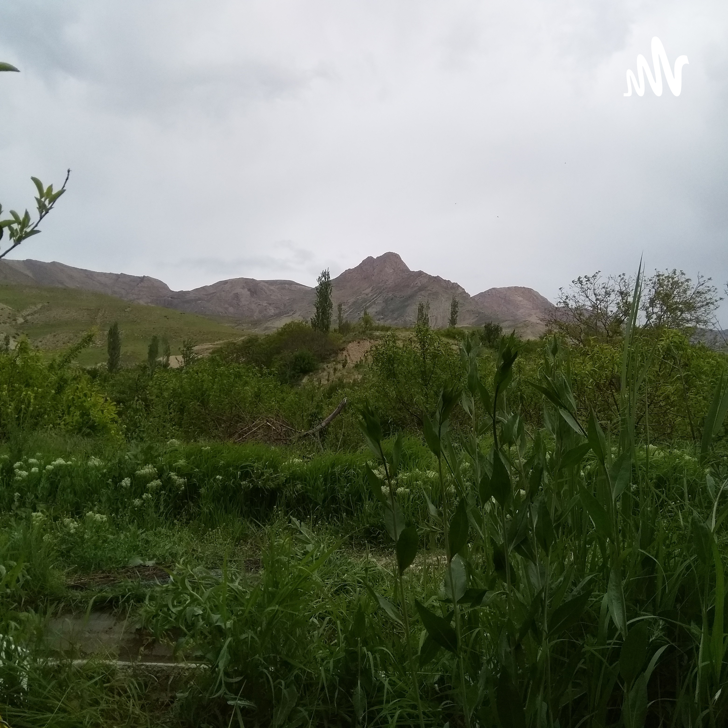 کاور میویچکژحی