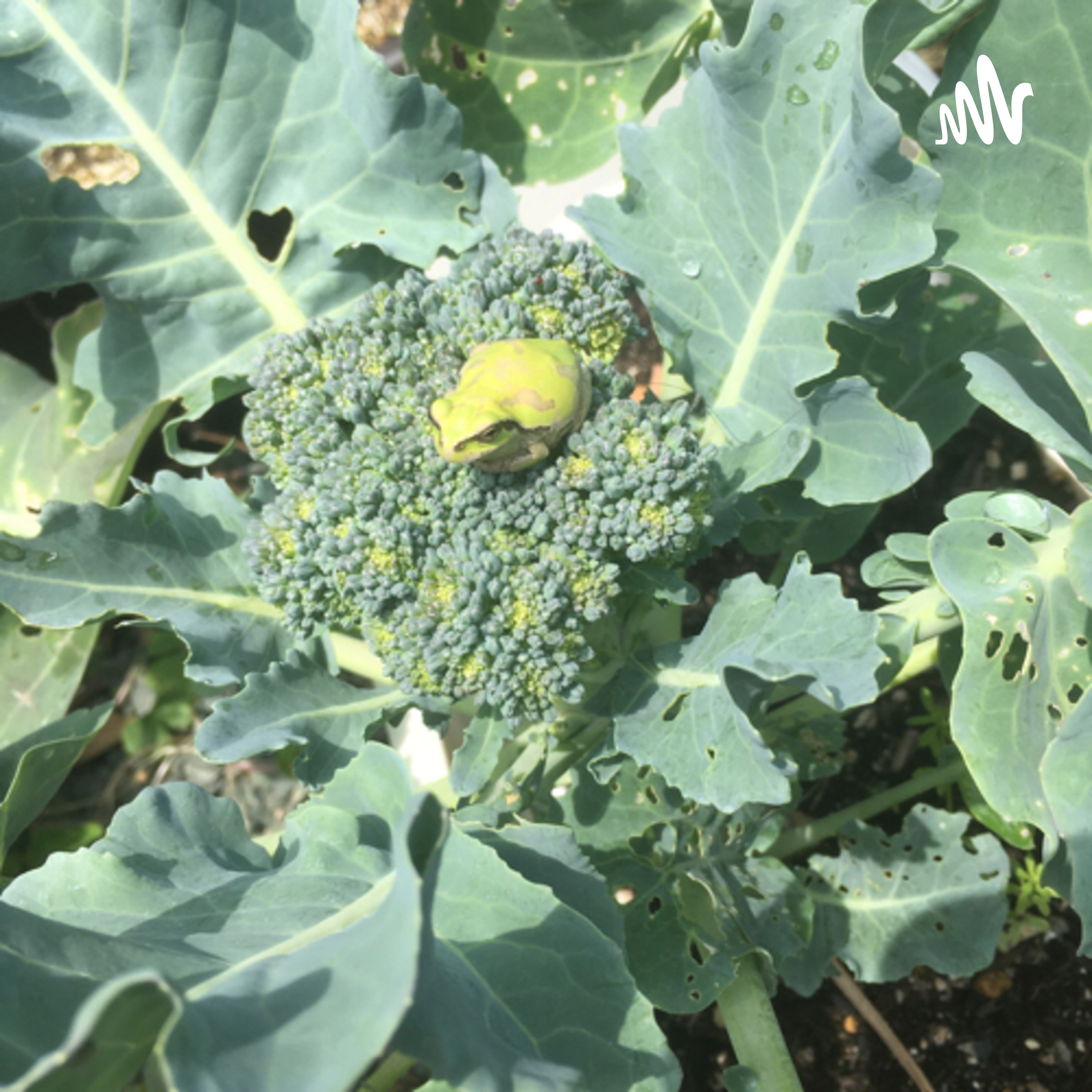 あなたのお供にのりたまどうぞ！ cover art