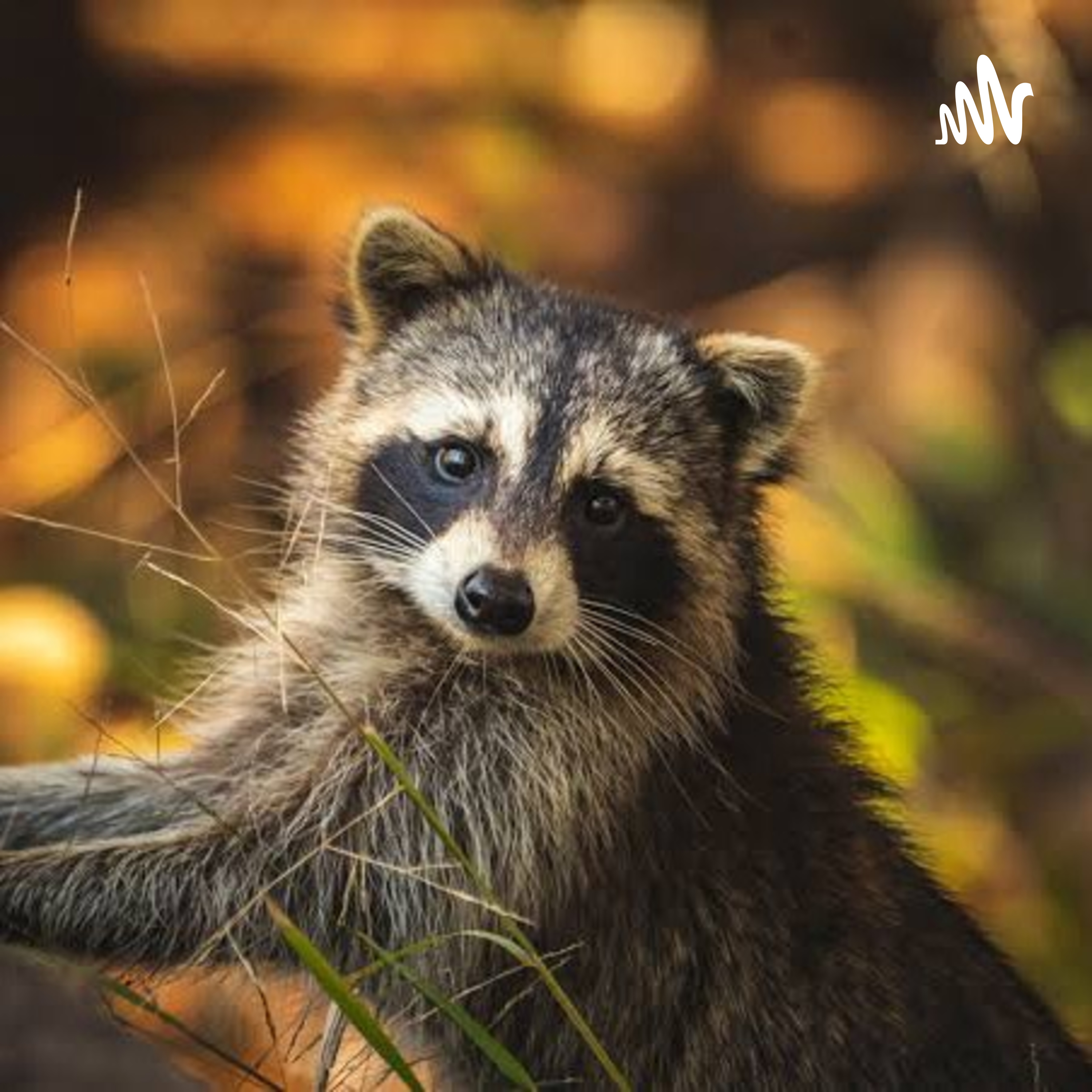 Pygmy Raccoon