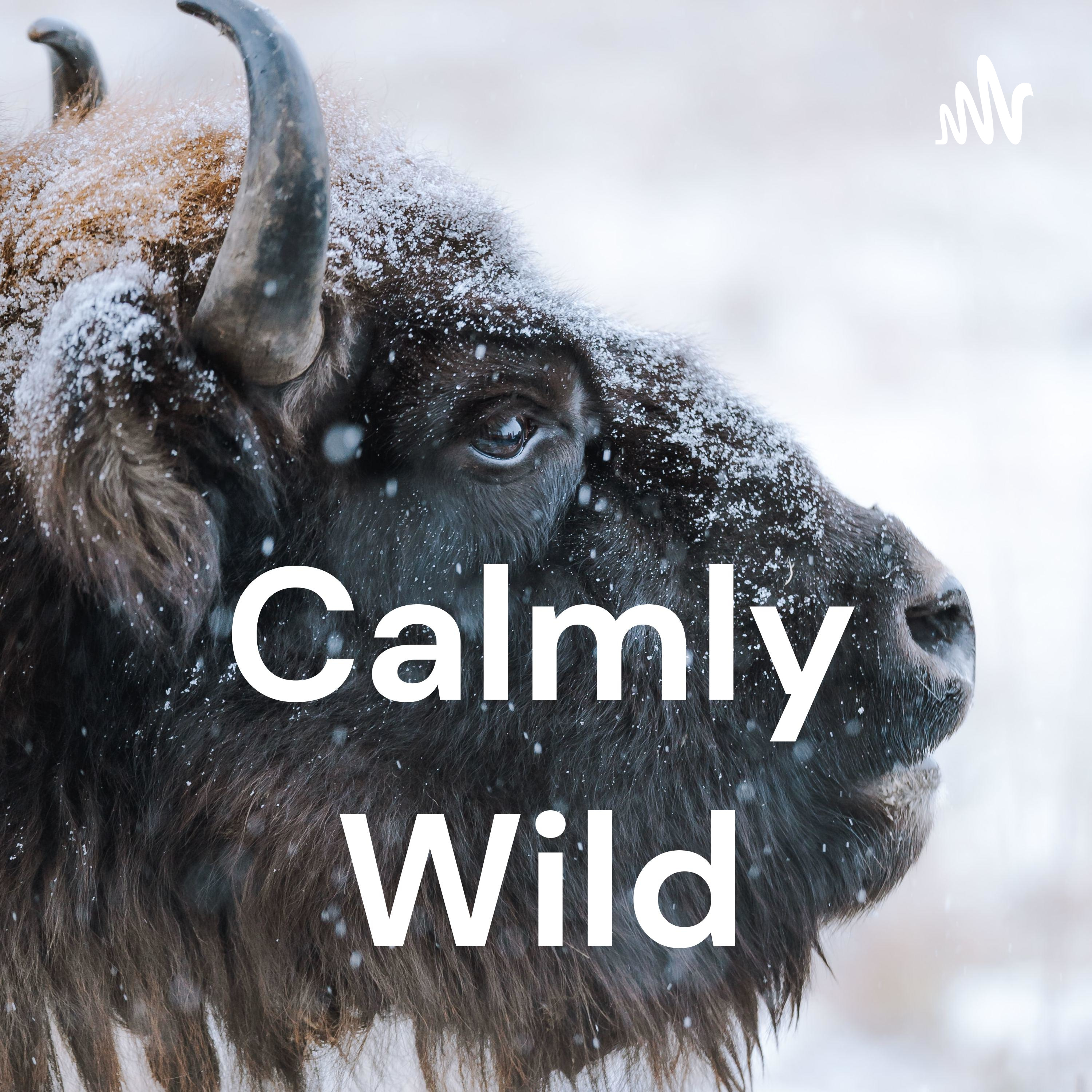 Calmly Wild