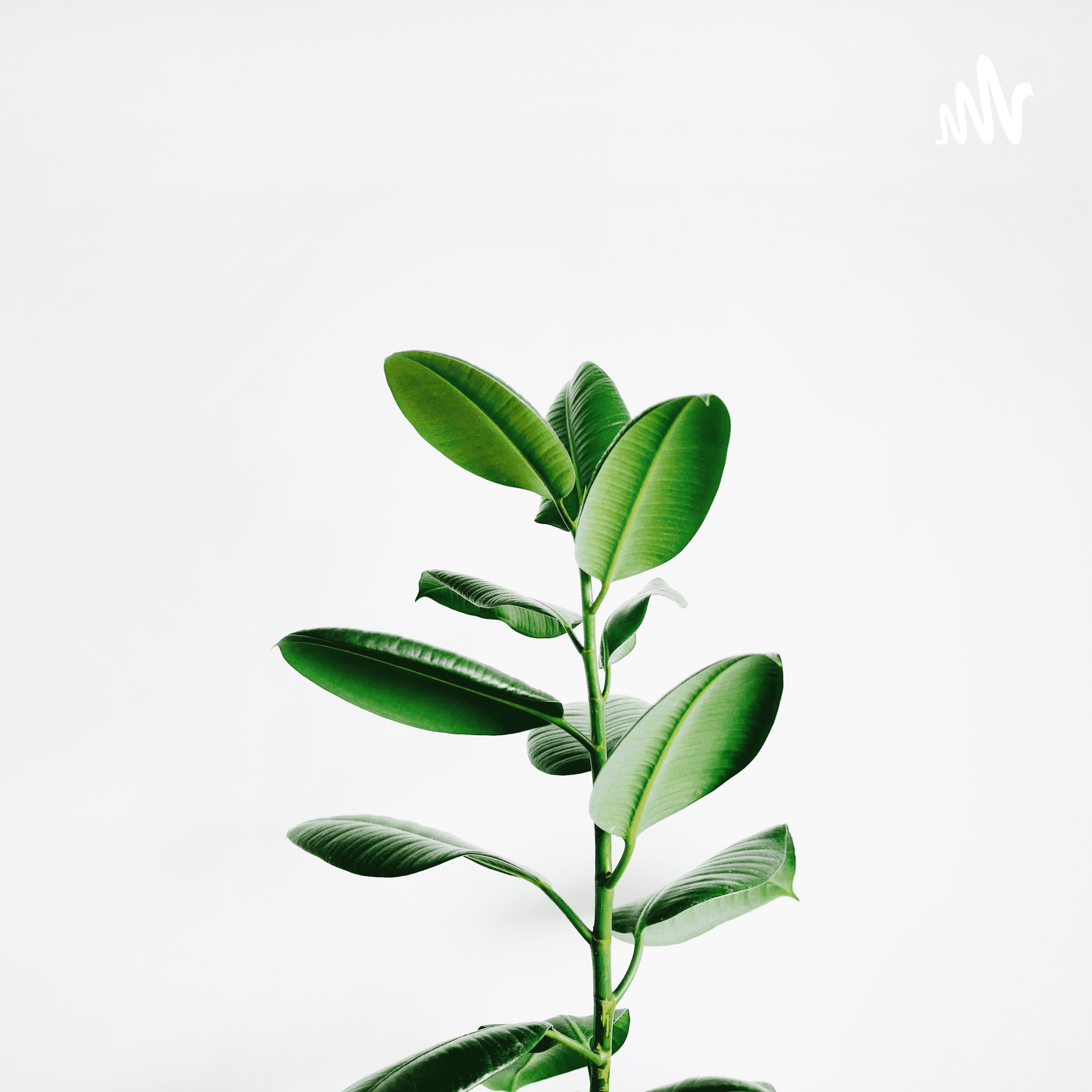 How plants take in there food