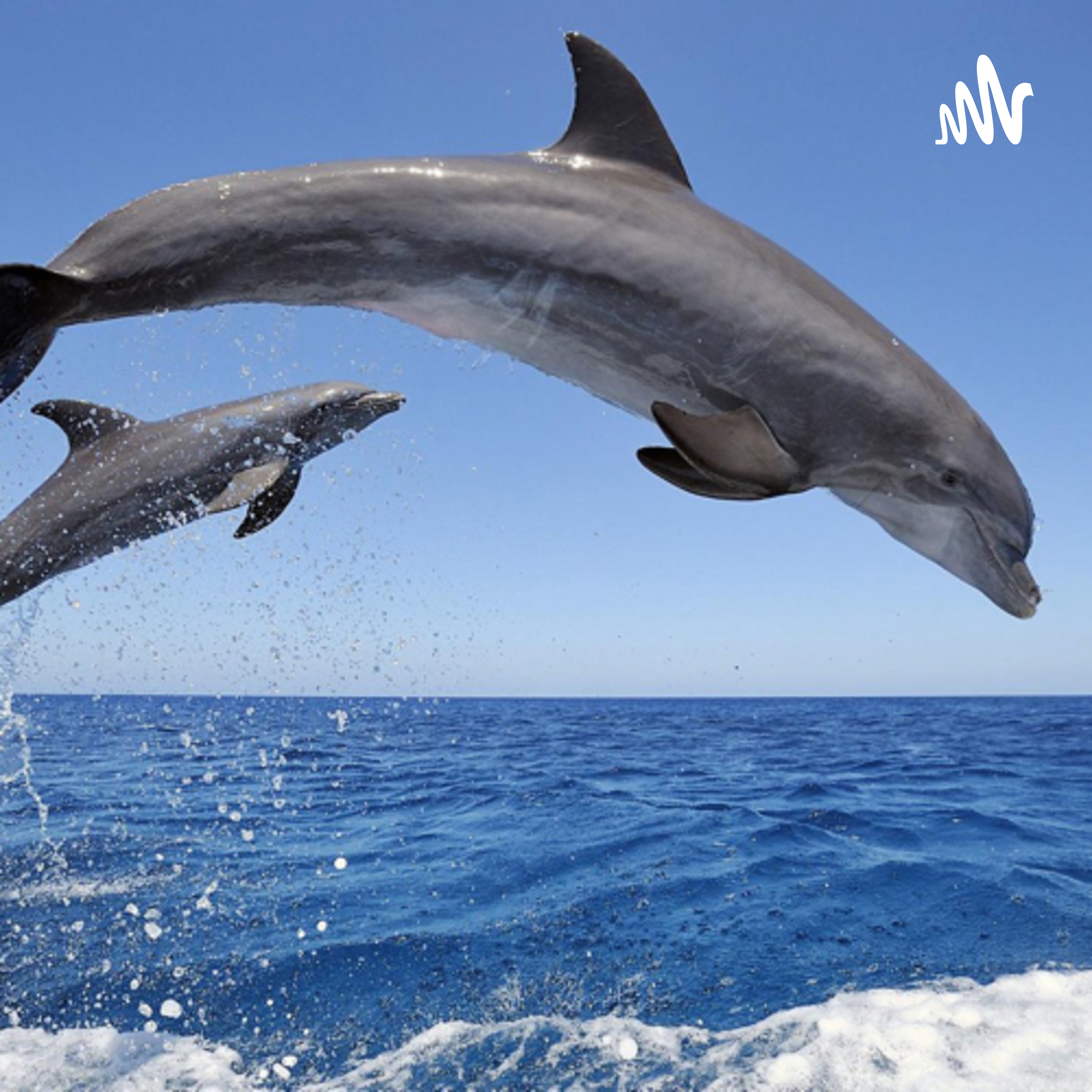 LOS CETÁCEOS Y EL DELFÍN COMÚN 