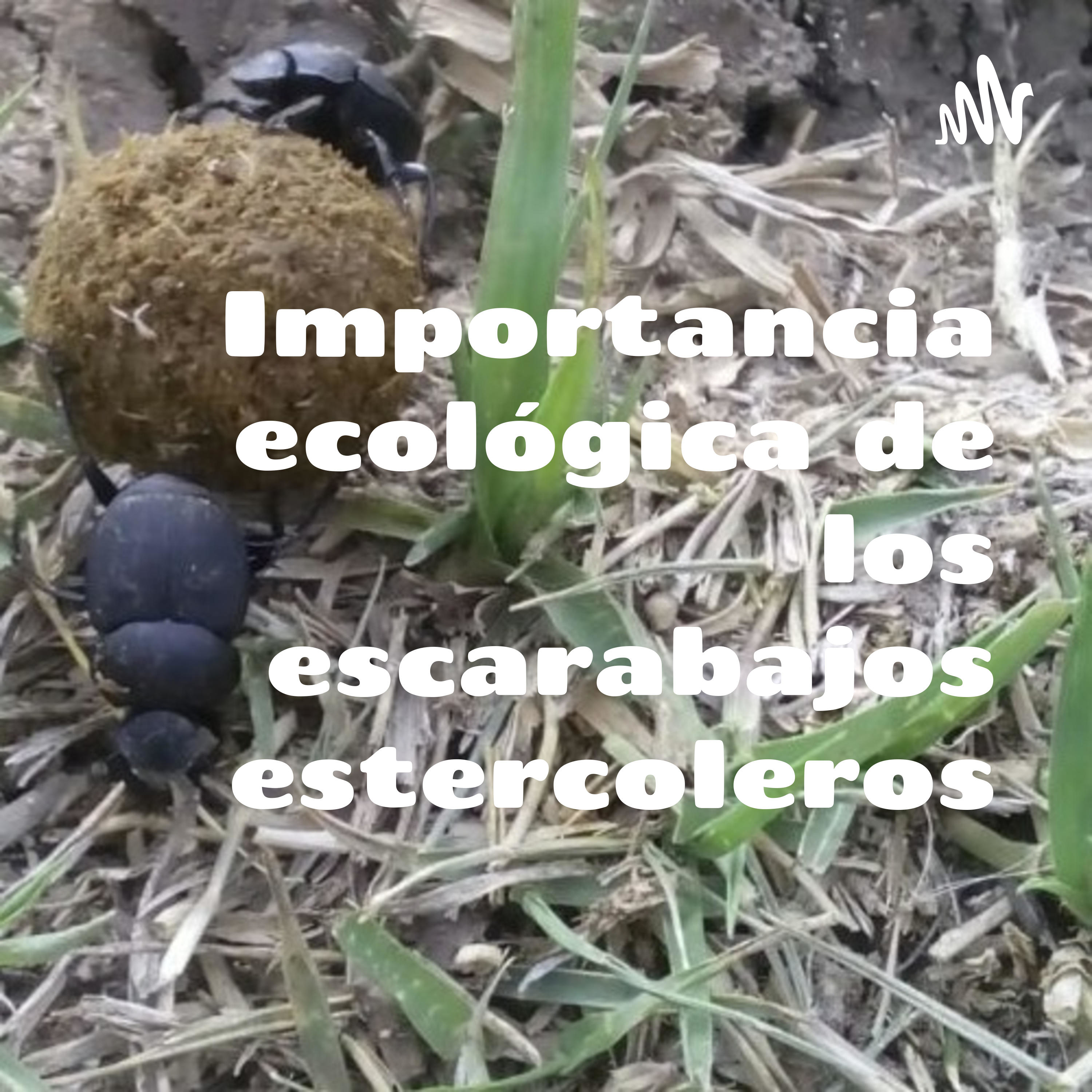 Importancia ecológica de los escarabajos estercoleros cover art