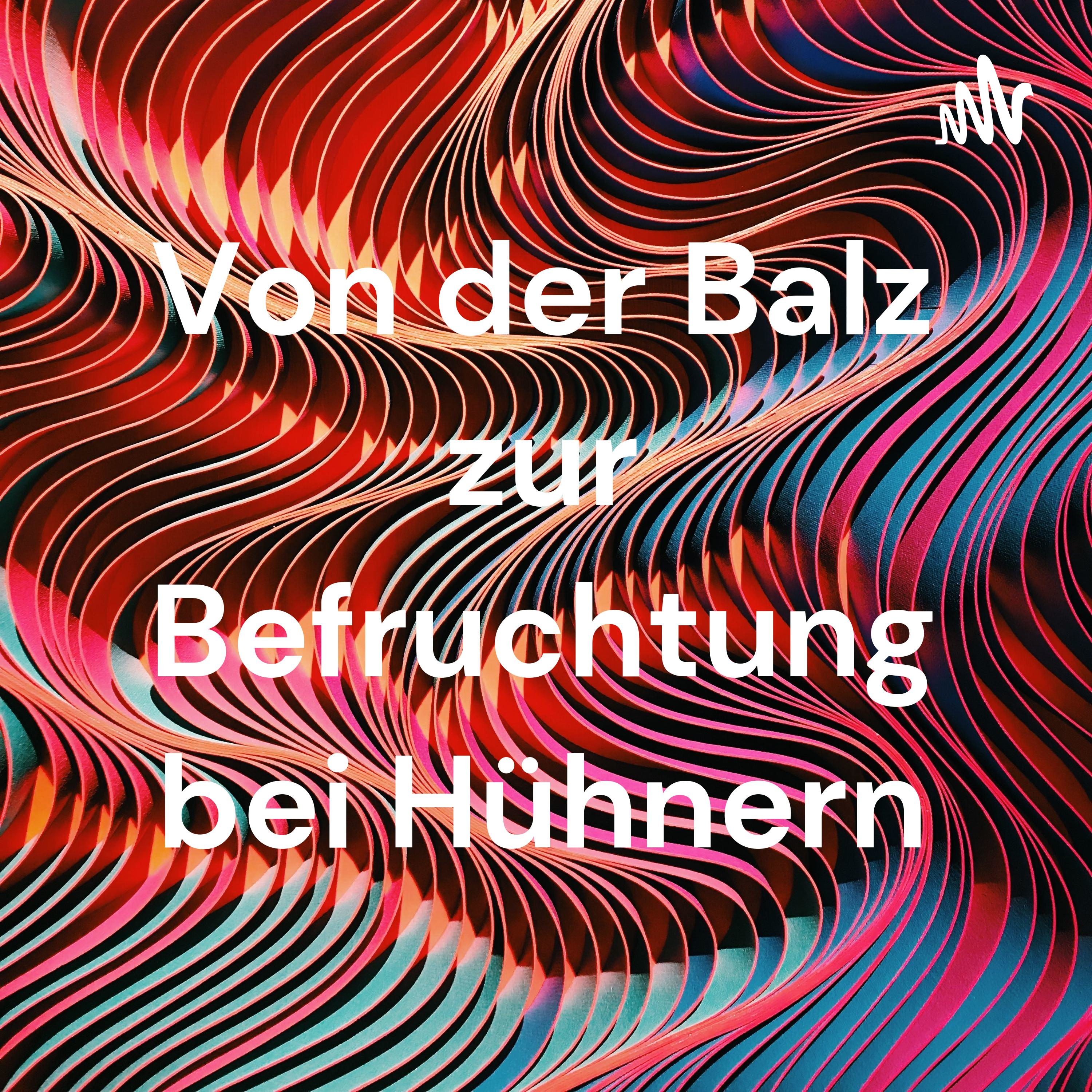 Von der Balz zur Befruchtung bei Hühnern