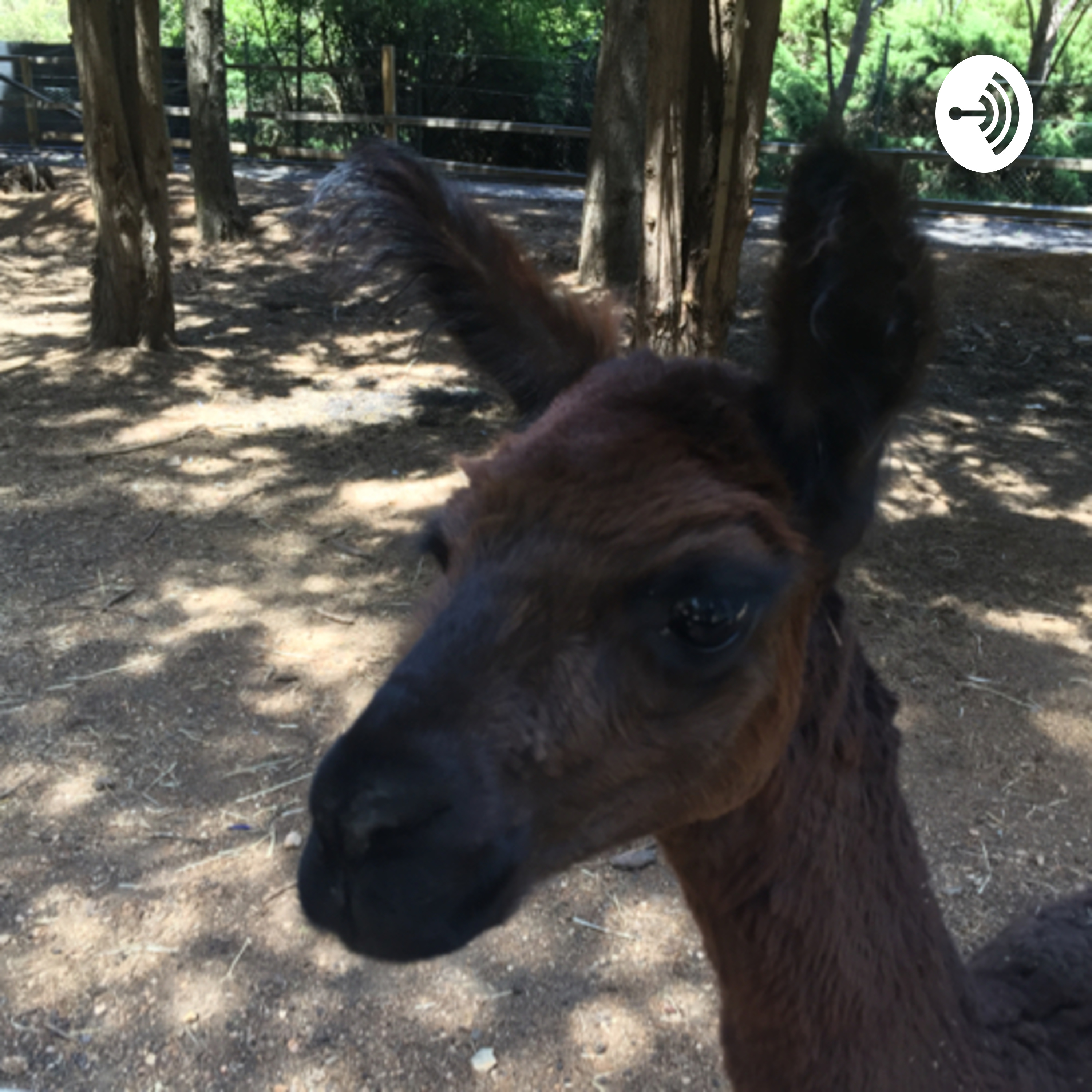 Macca Alpaca and Obama Llama
