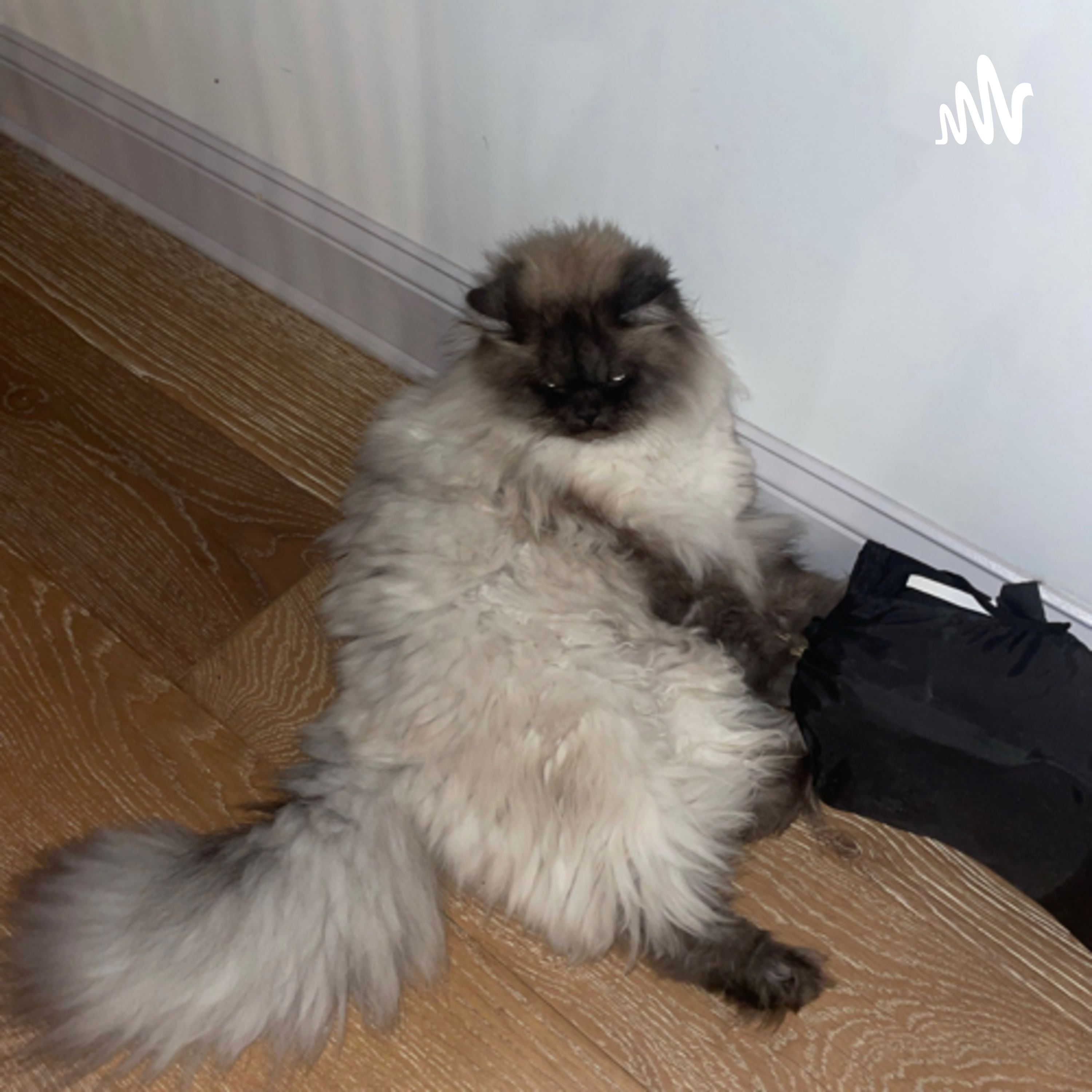 Life with Matty Boie