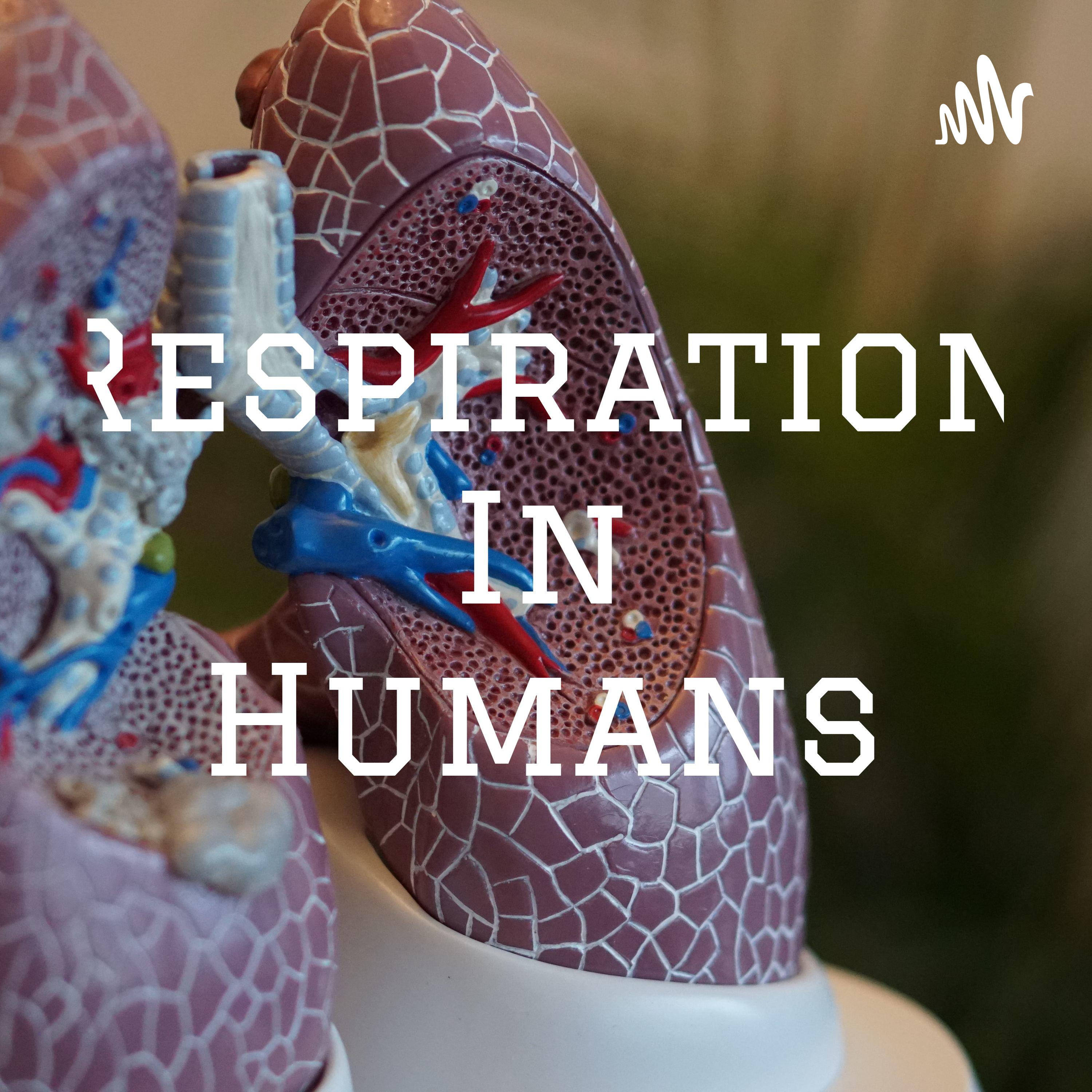Respiration In Humans