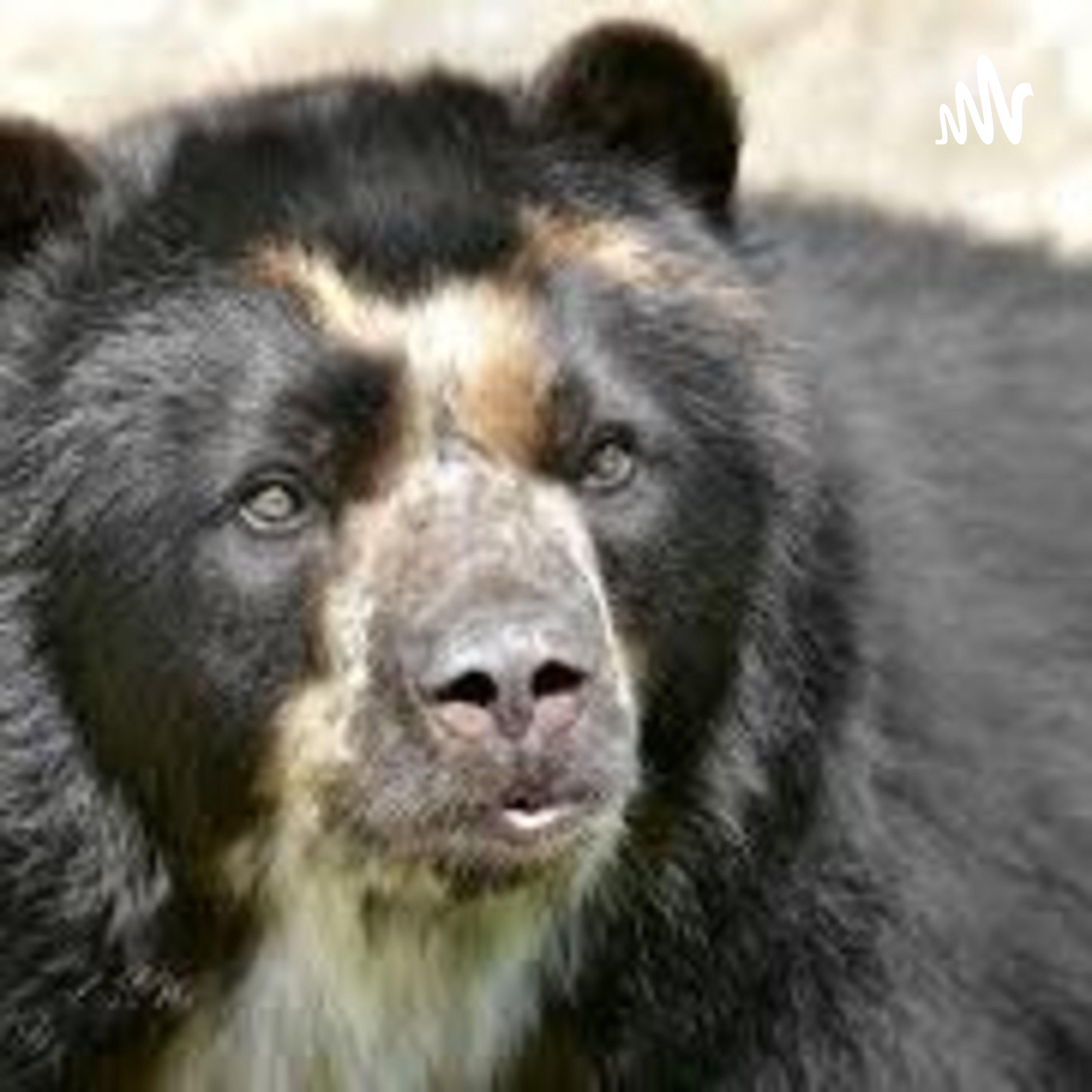 El Oso De Anteojos En Extinción