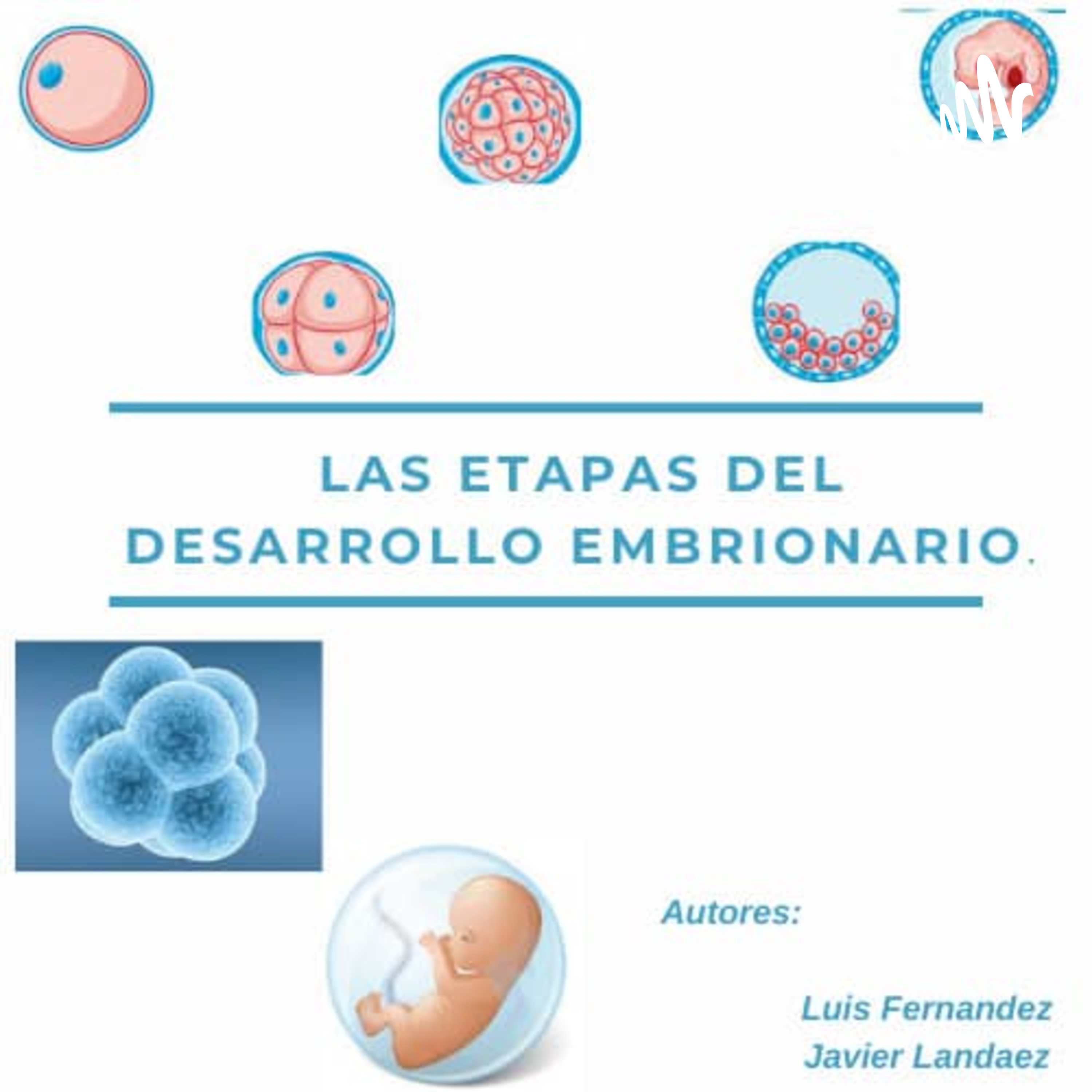 Episodio 2- Las etapas del desarrollo embrionario