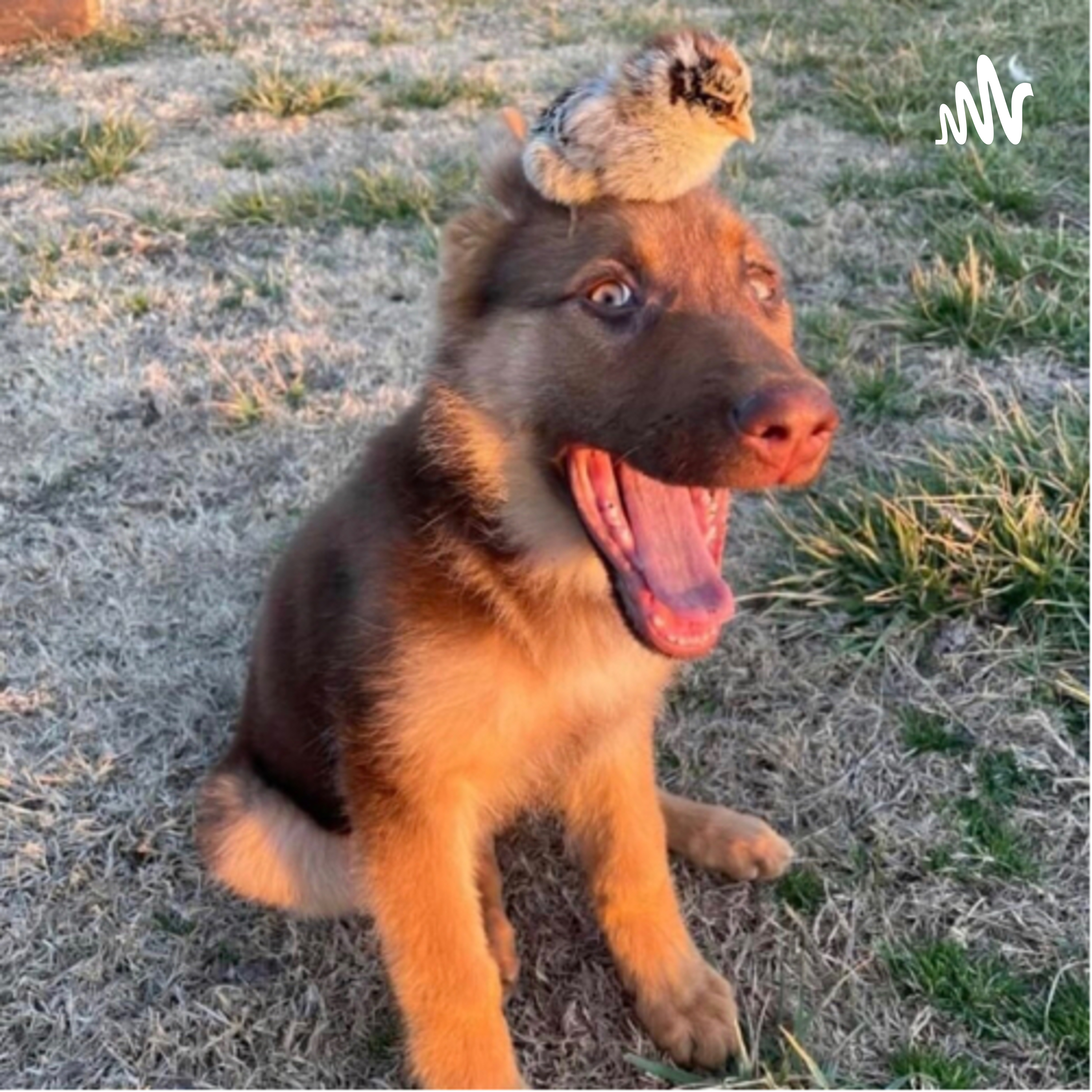 Sam som danskere af Sam Thornbury