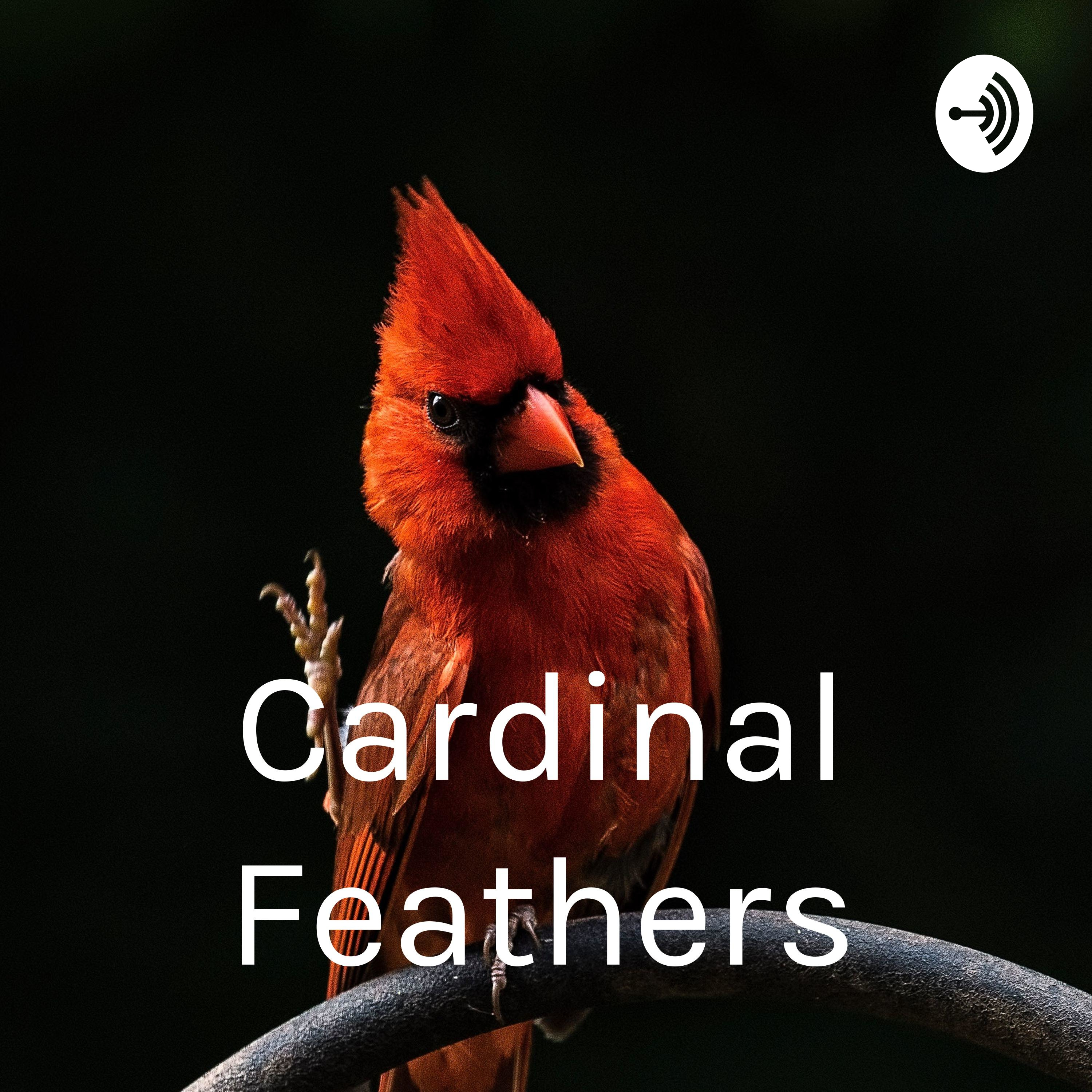  Cardinal Feathers
